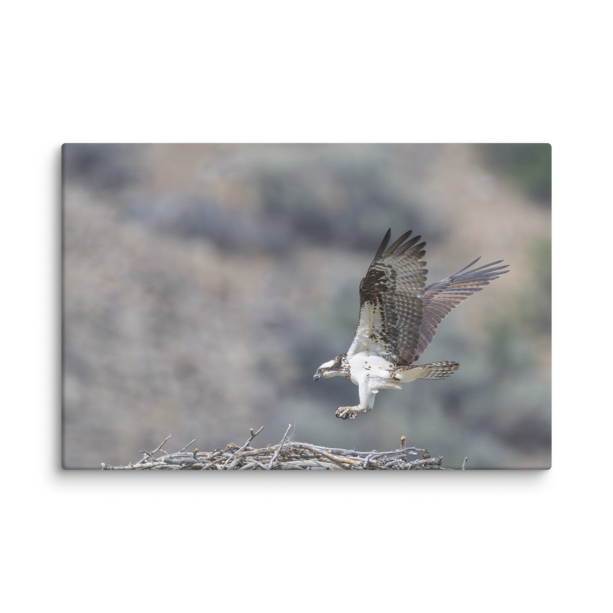 Osprey Landing on its nest! Canvas - Image 8