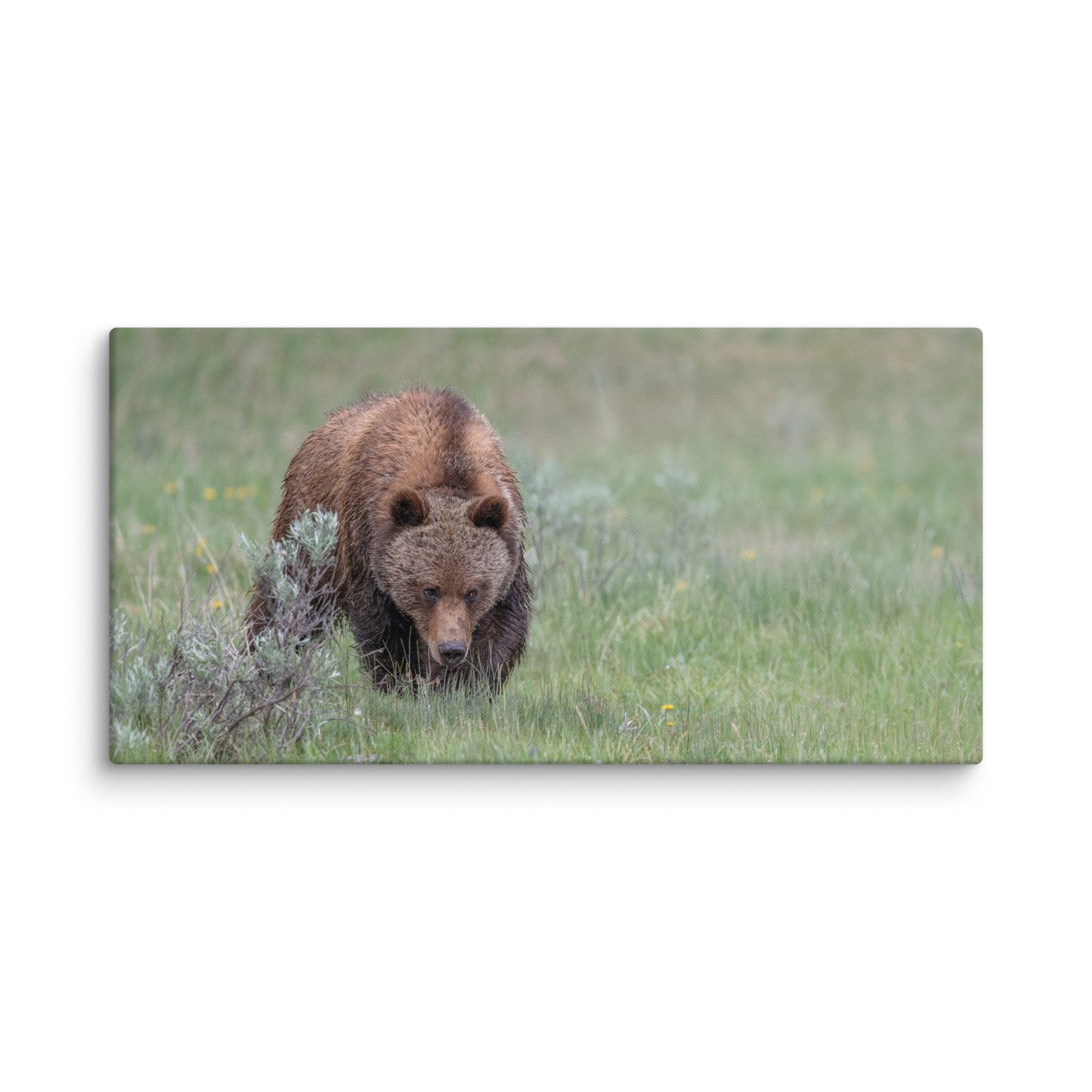 Grizzly Watching! Canvas - Image 9