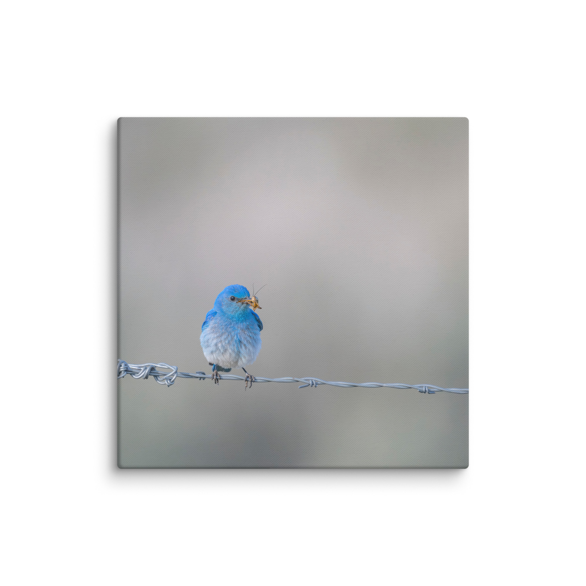 Mountain Blue Bird! Canvas - Image 9