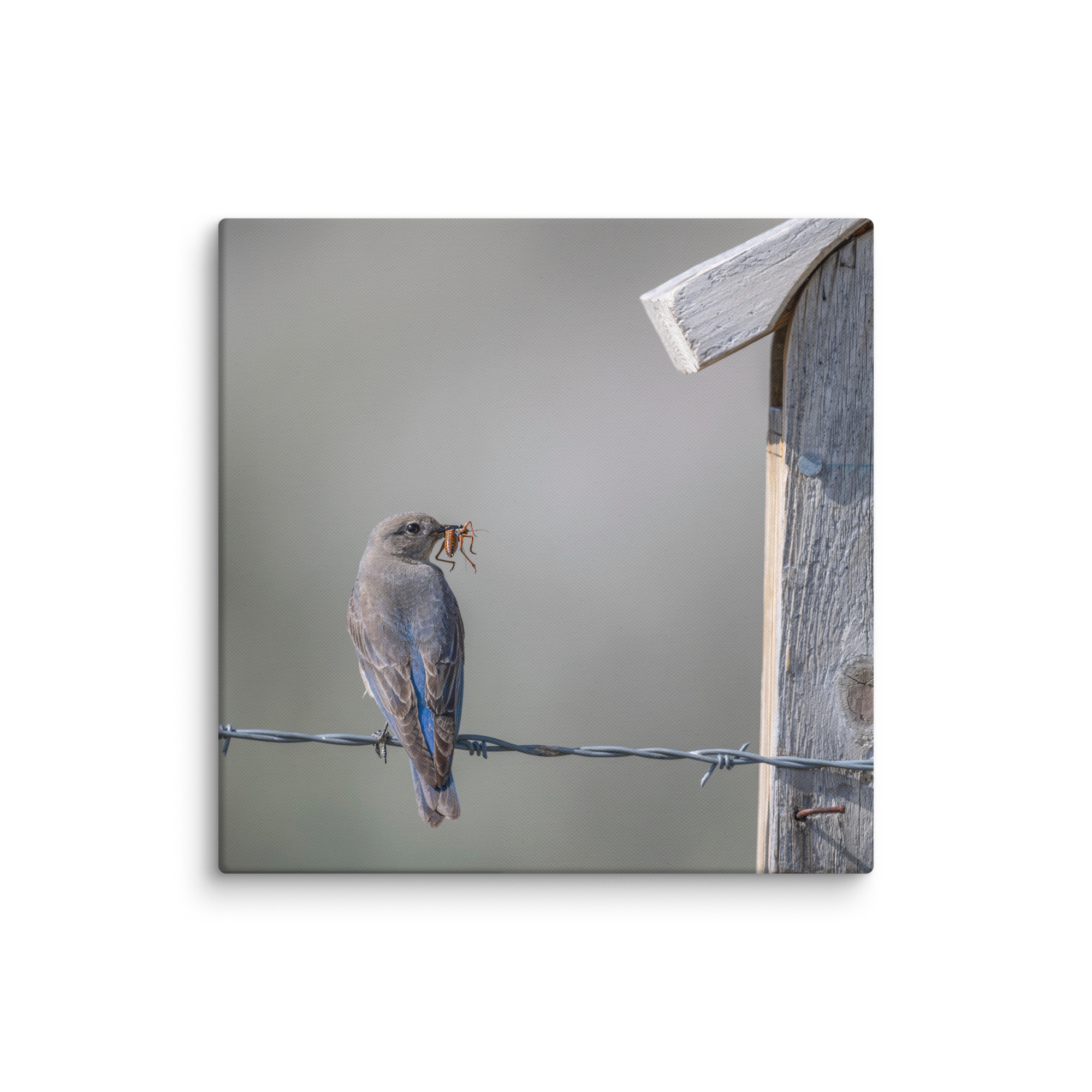 Mama Mountain bluebird with food! Canvas - Image 9