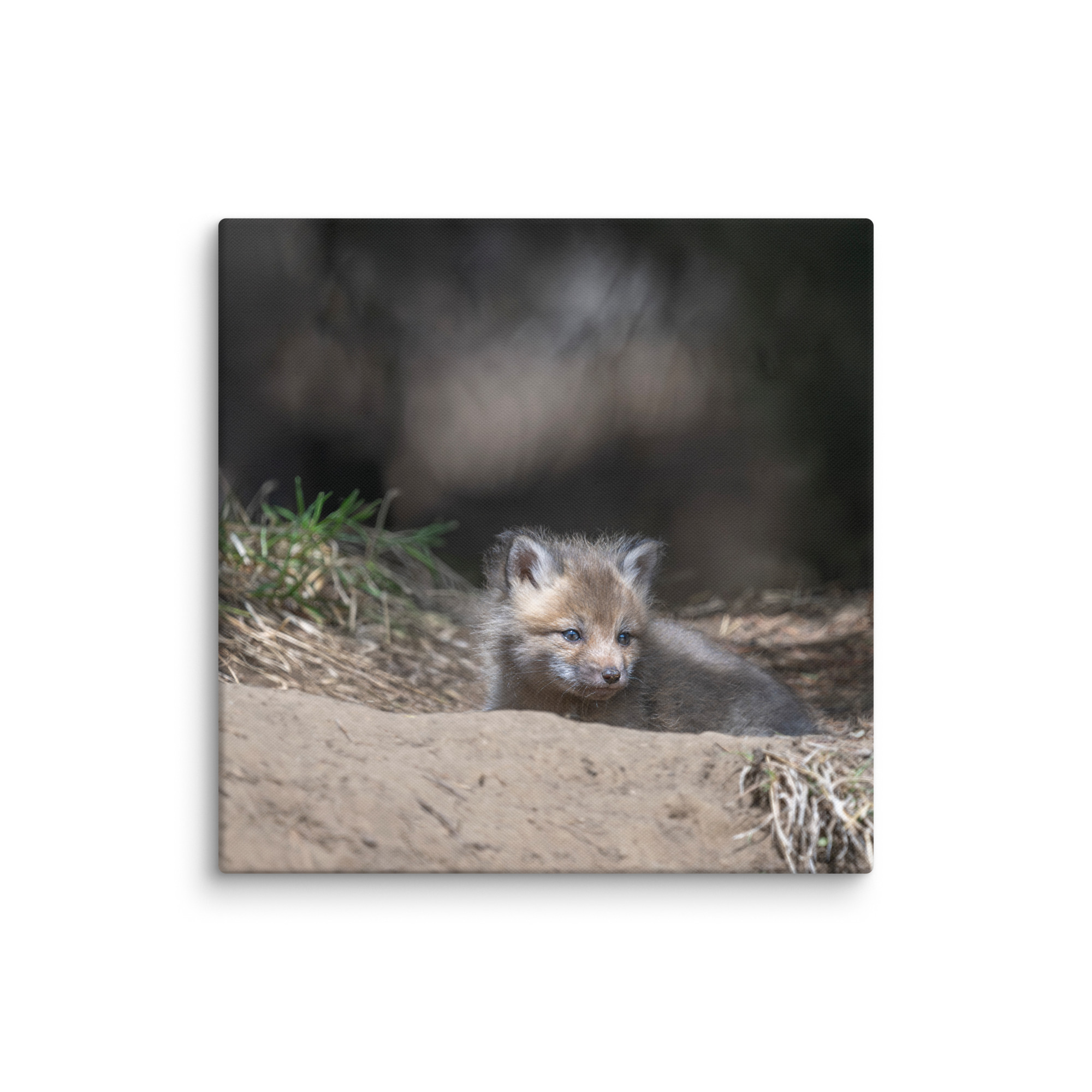 Baby Red fox waiting for Mom! Canvas - Image 9