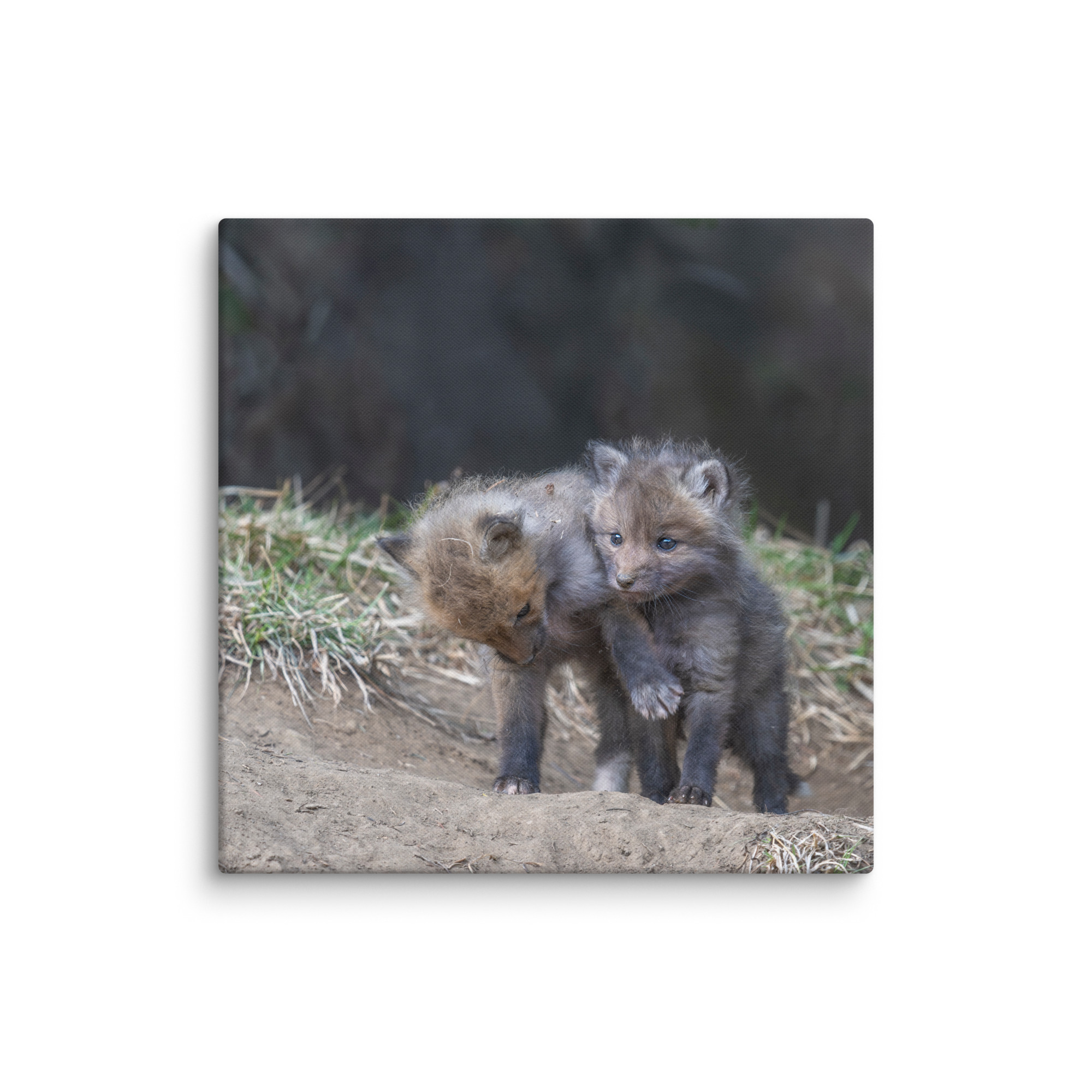 Brothers in Arms Red fox kits! Canvas - Image 9