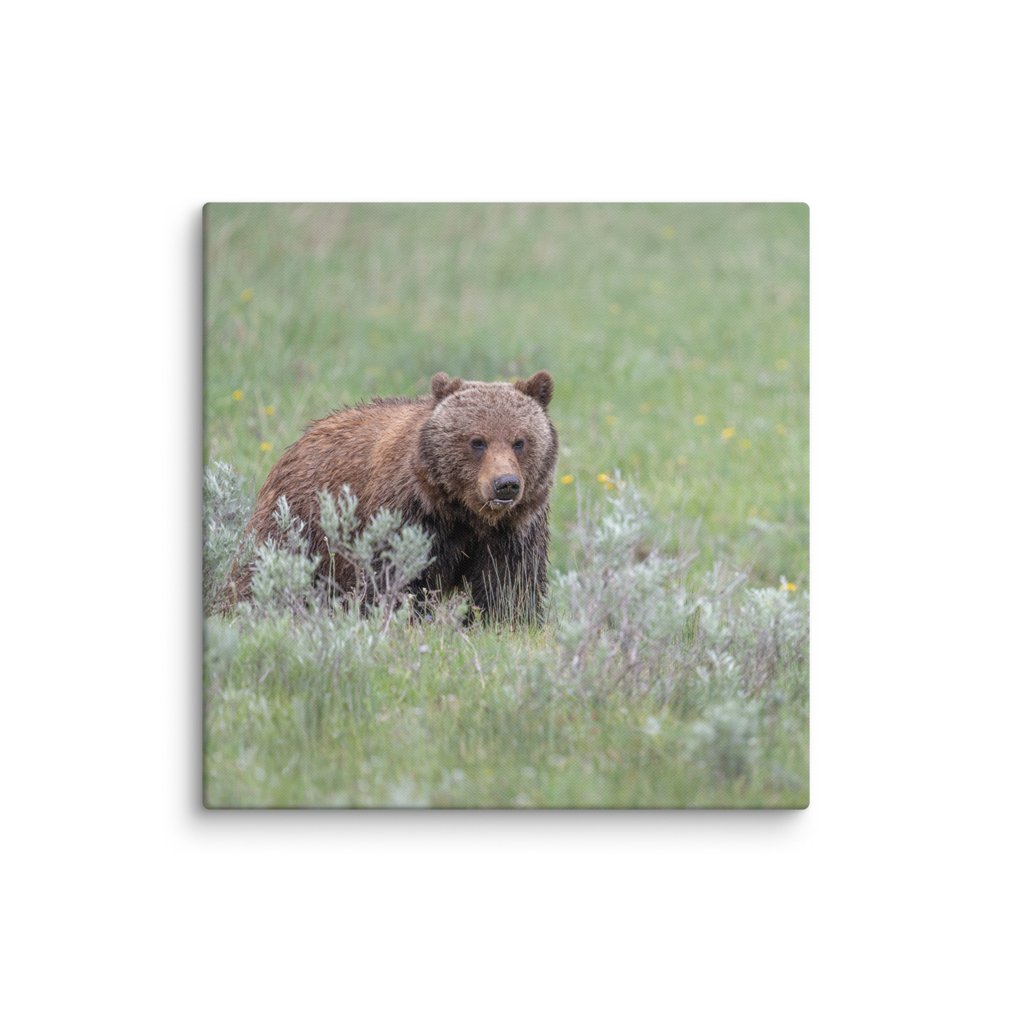 Hungry Grizzly in a Meadow! Canvas - Image 8