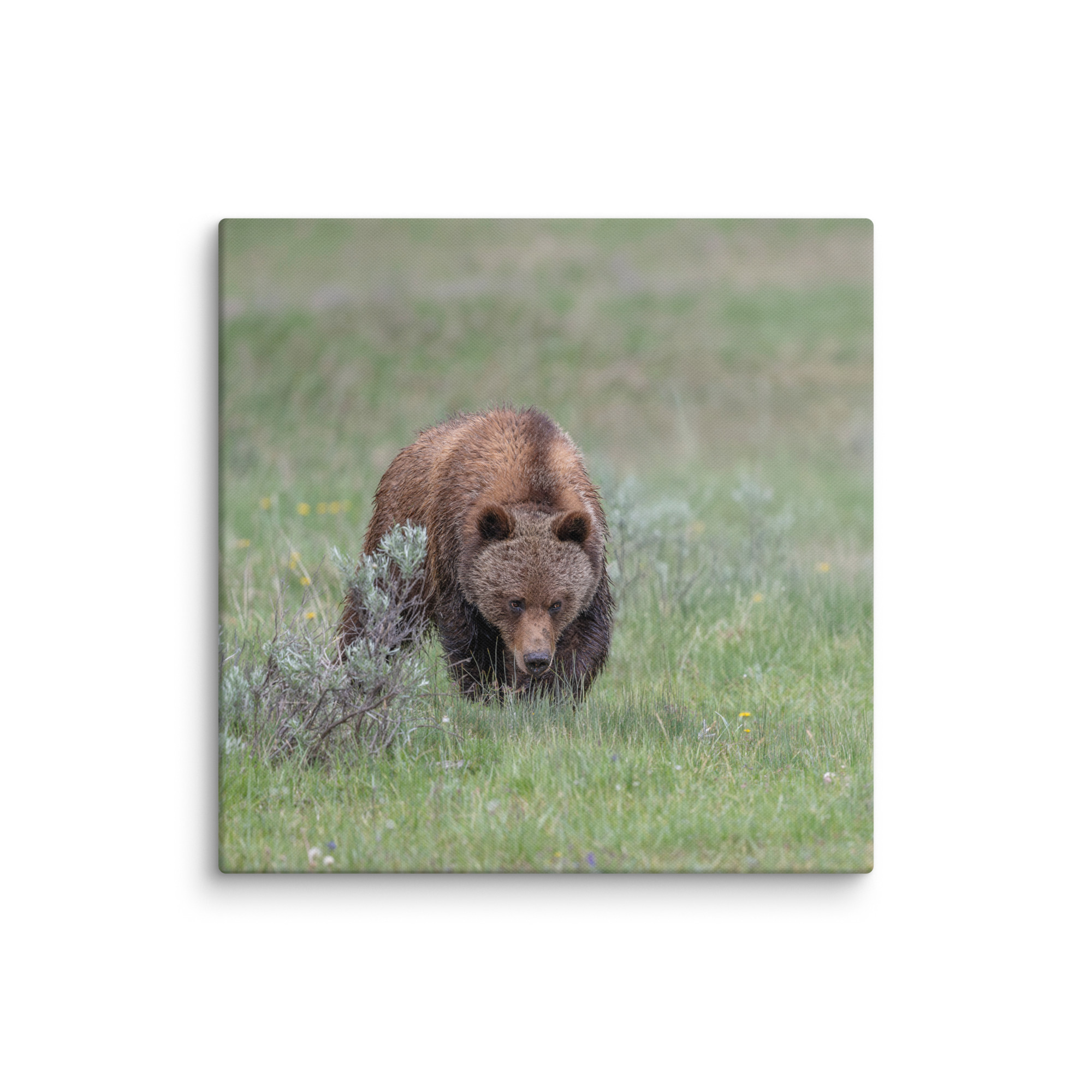 Grizzly Watching! Canvas - Image 10