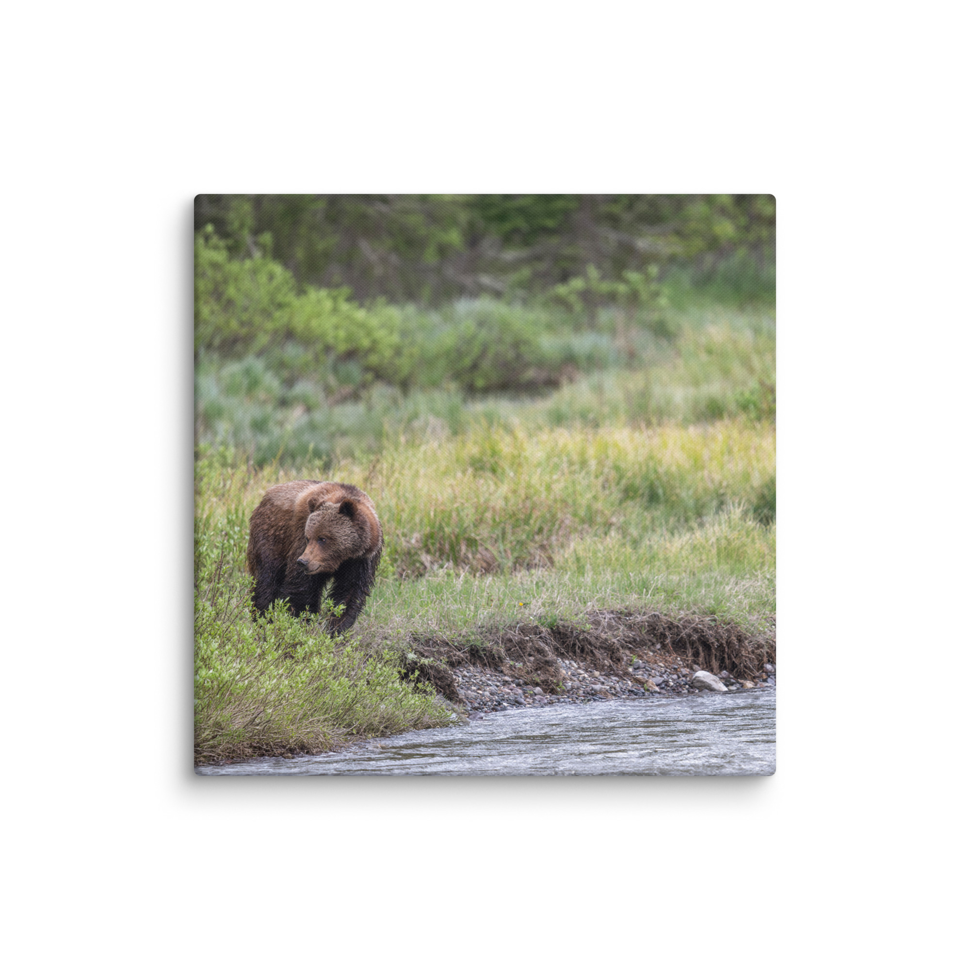 Grizzly getting read! Canvas - Image 9