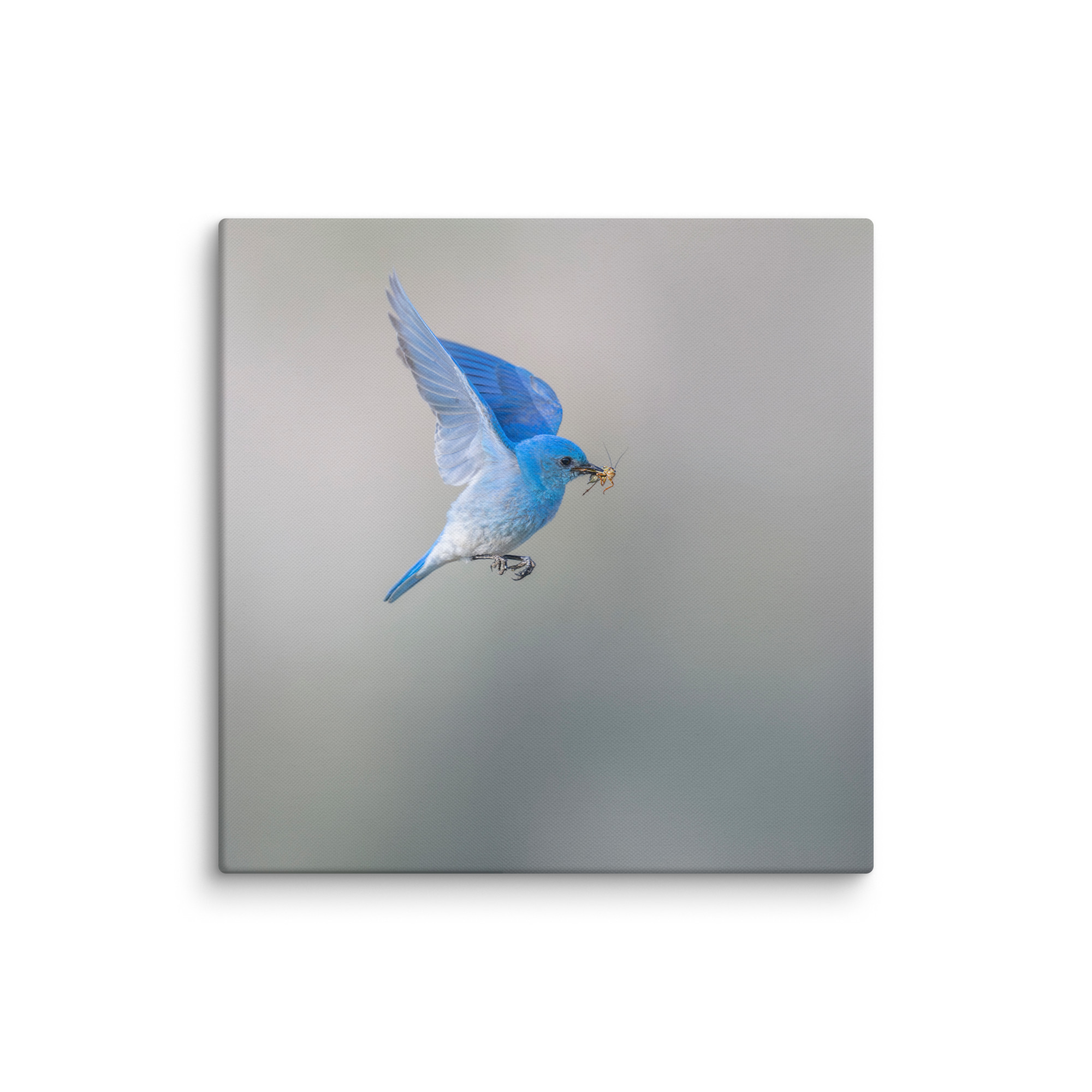 Mountain Bluebird with prey! Canvas - Image 8