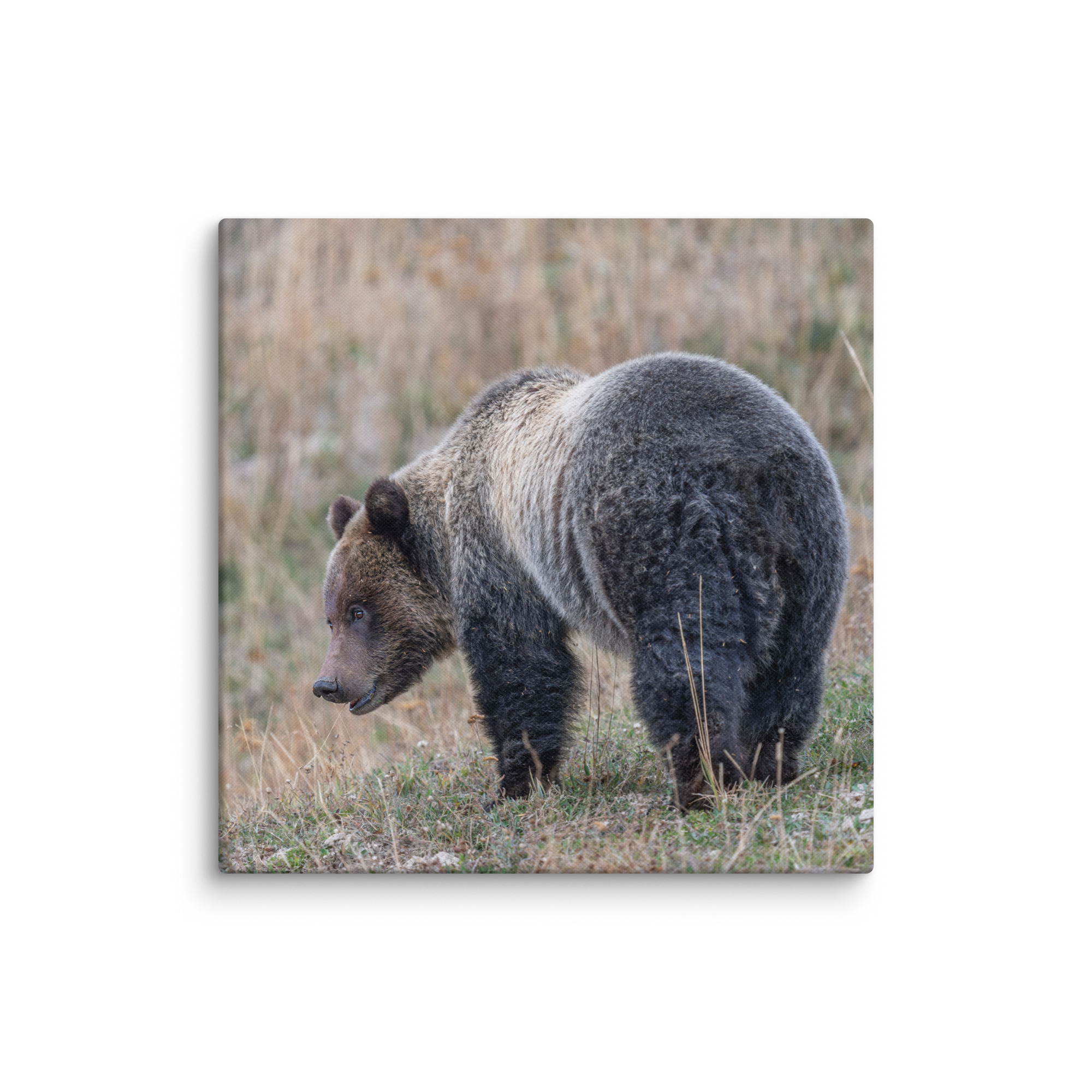 Grizzly of yellowstone! Canvas - Image 9