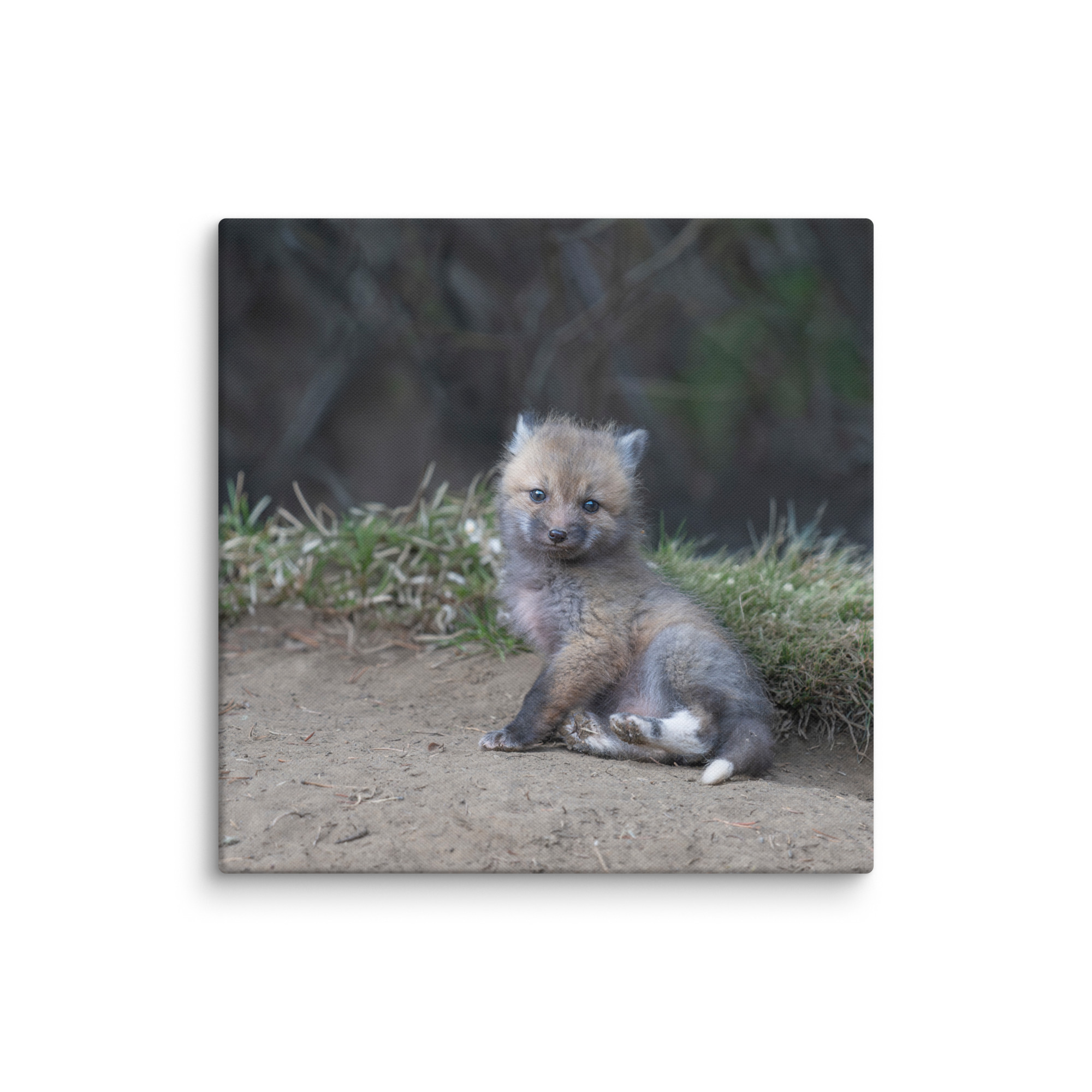 Guarding Den Baby Red fox!  Canvas - Image 9