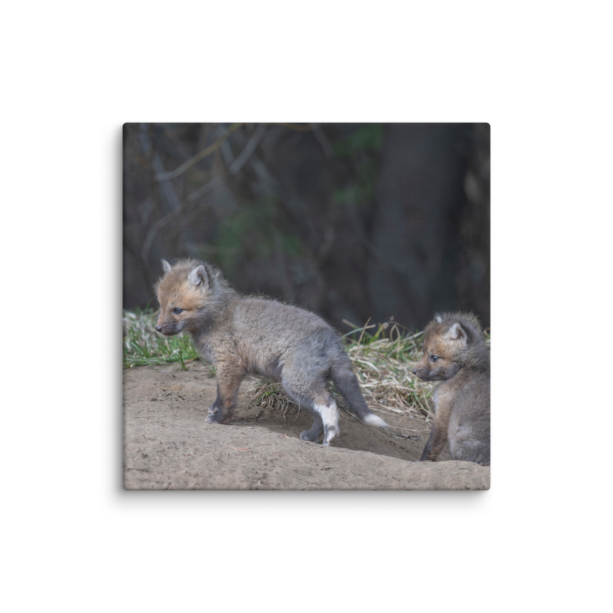 Play Time Baby Red fox! Canvas - Image 7