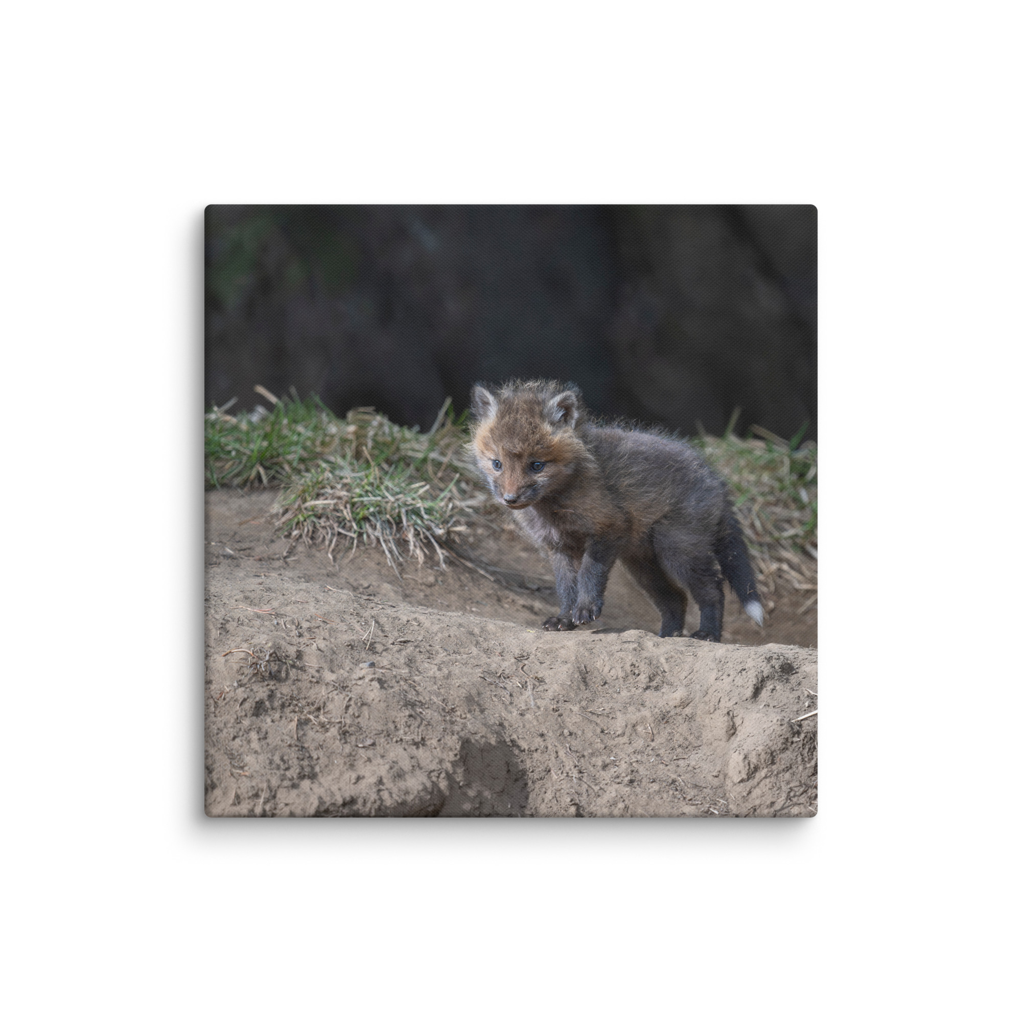 Just checking Baby Red fox! Canvas - Image 9