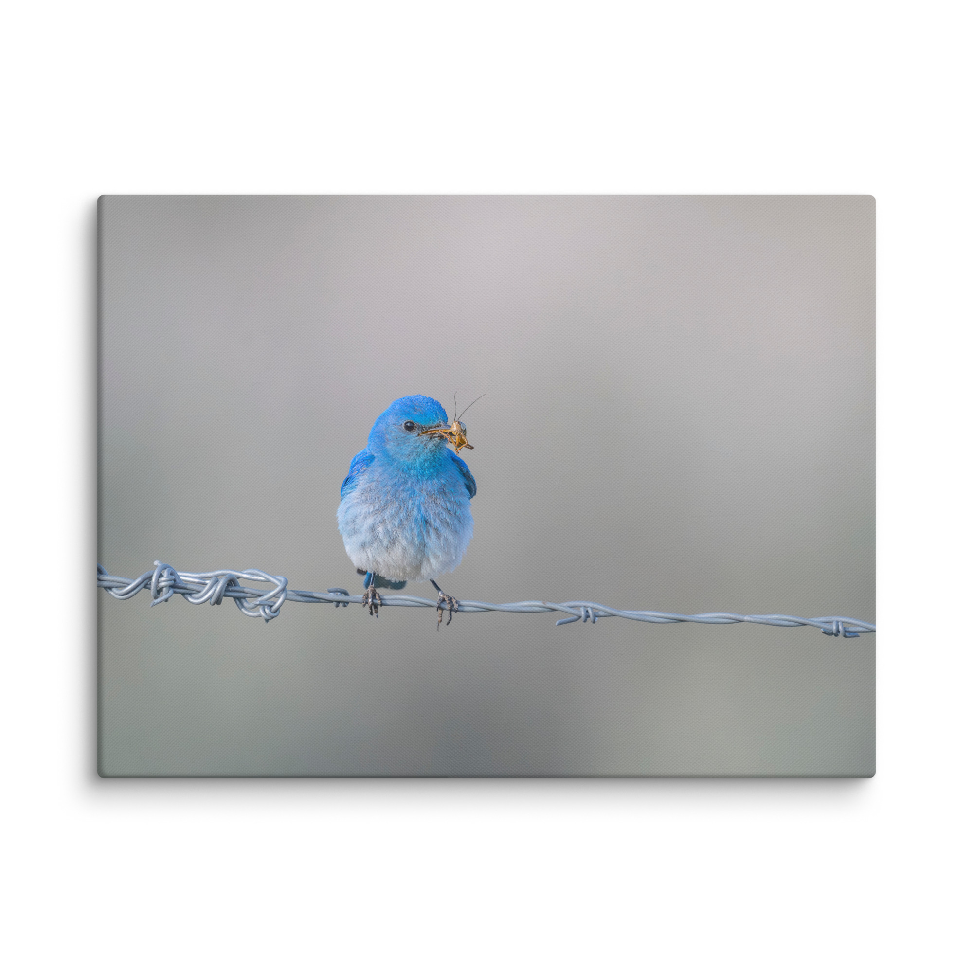 Mountain Blue Bird! Canvas - Image 25