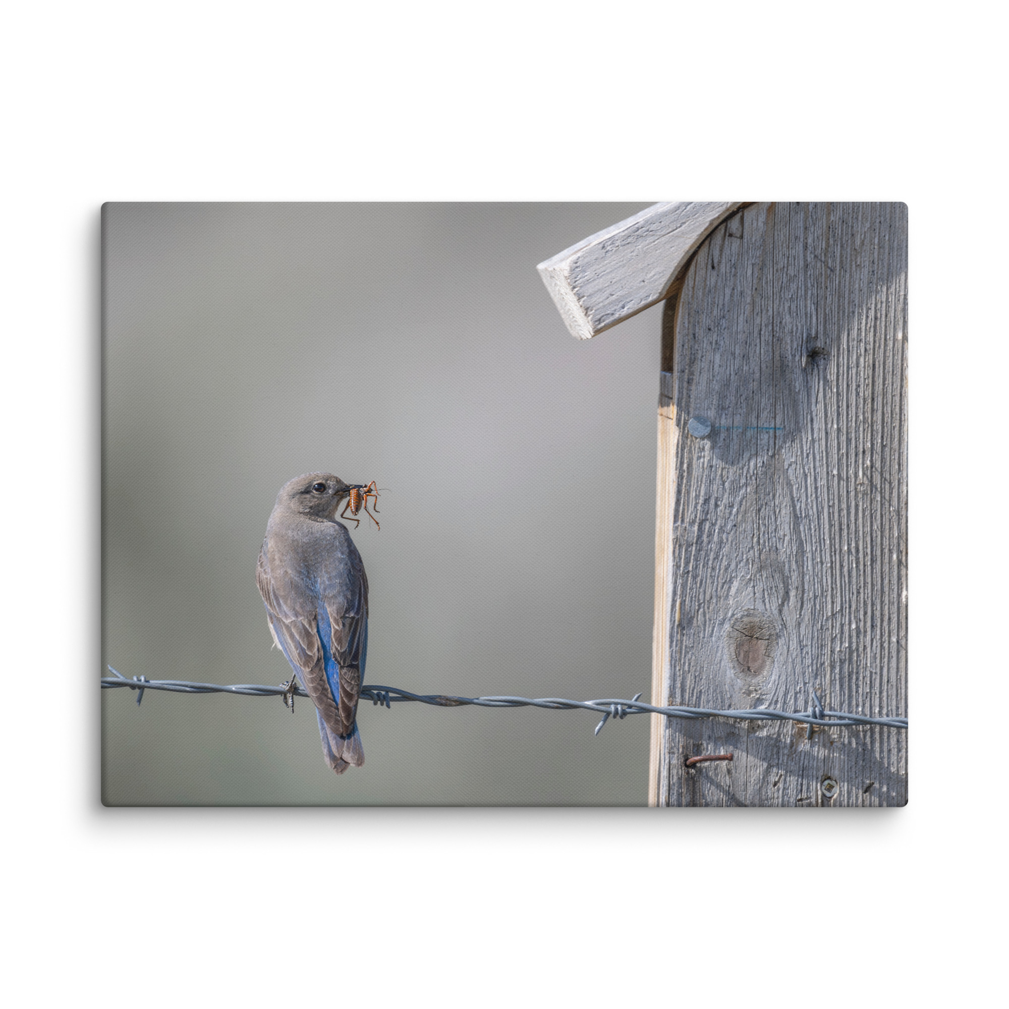 Mama Mountain bluebird with food! Canvas - Image 27