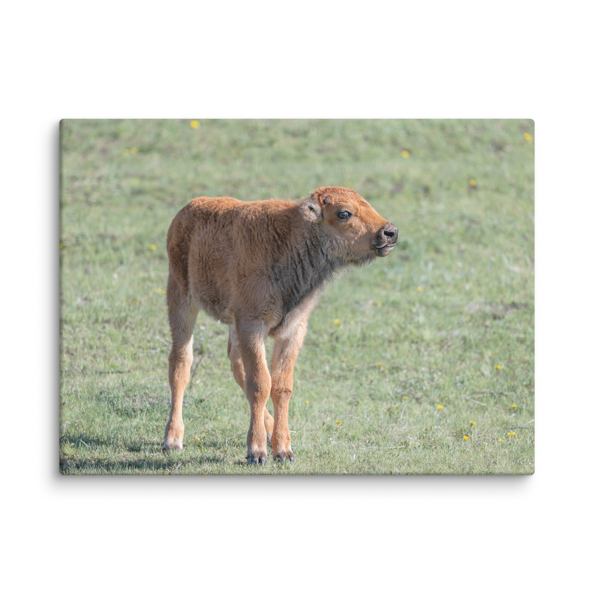 Baby Bison! Canvas - Image 25