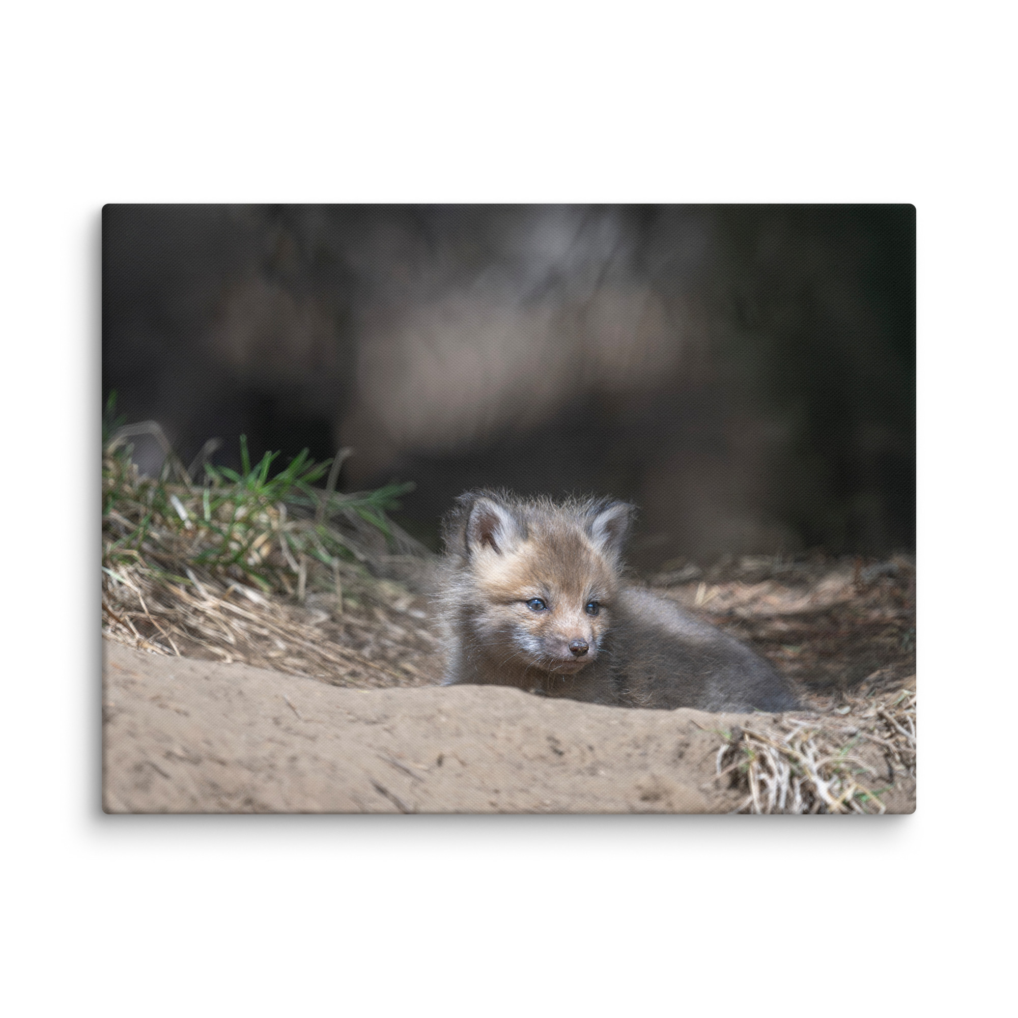 Baby Red fox waiting for Mom! Canvas - Image 27