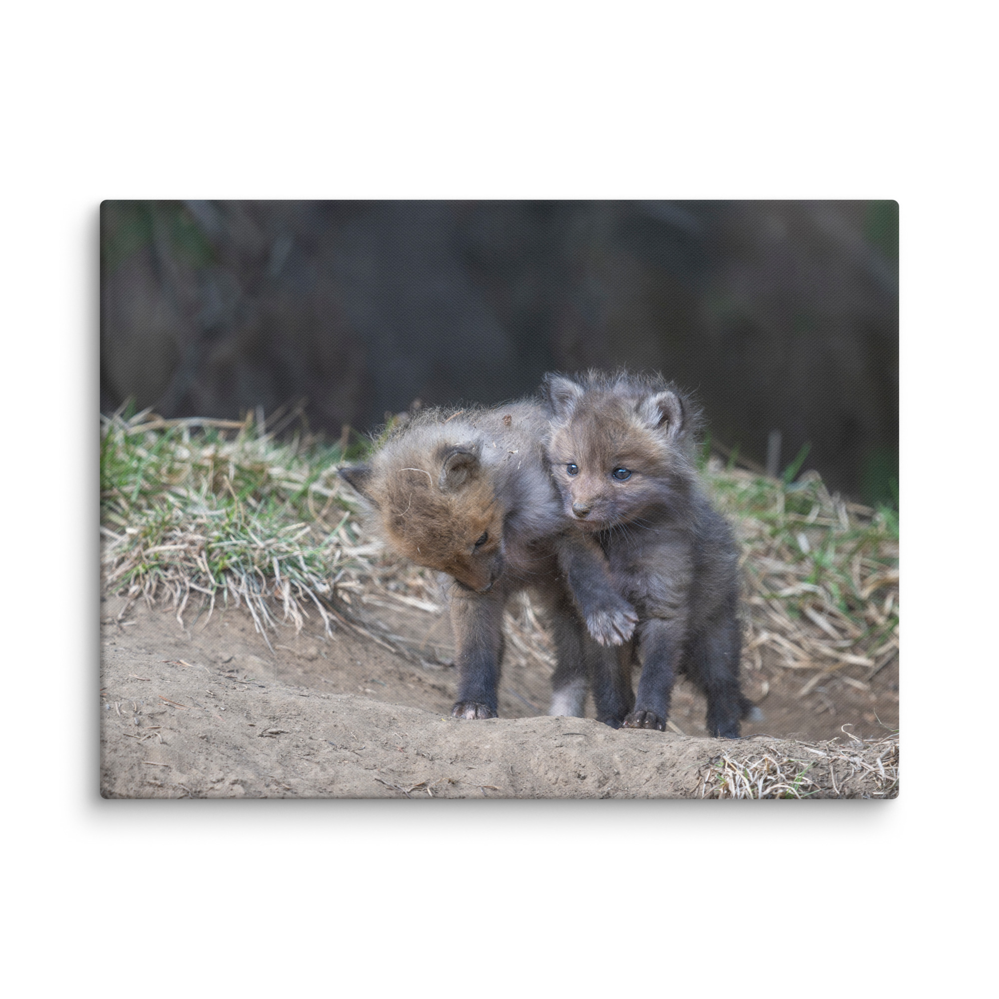 Brothers in Arms Red fox kits! Canvas - Image 27