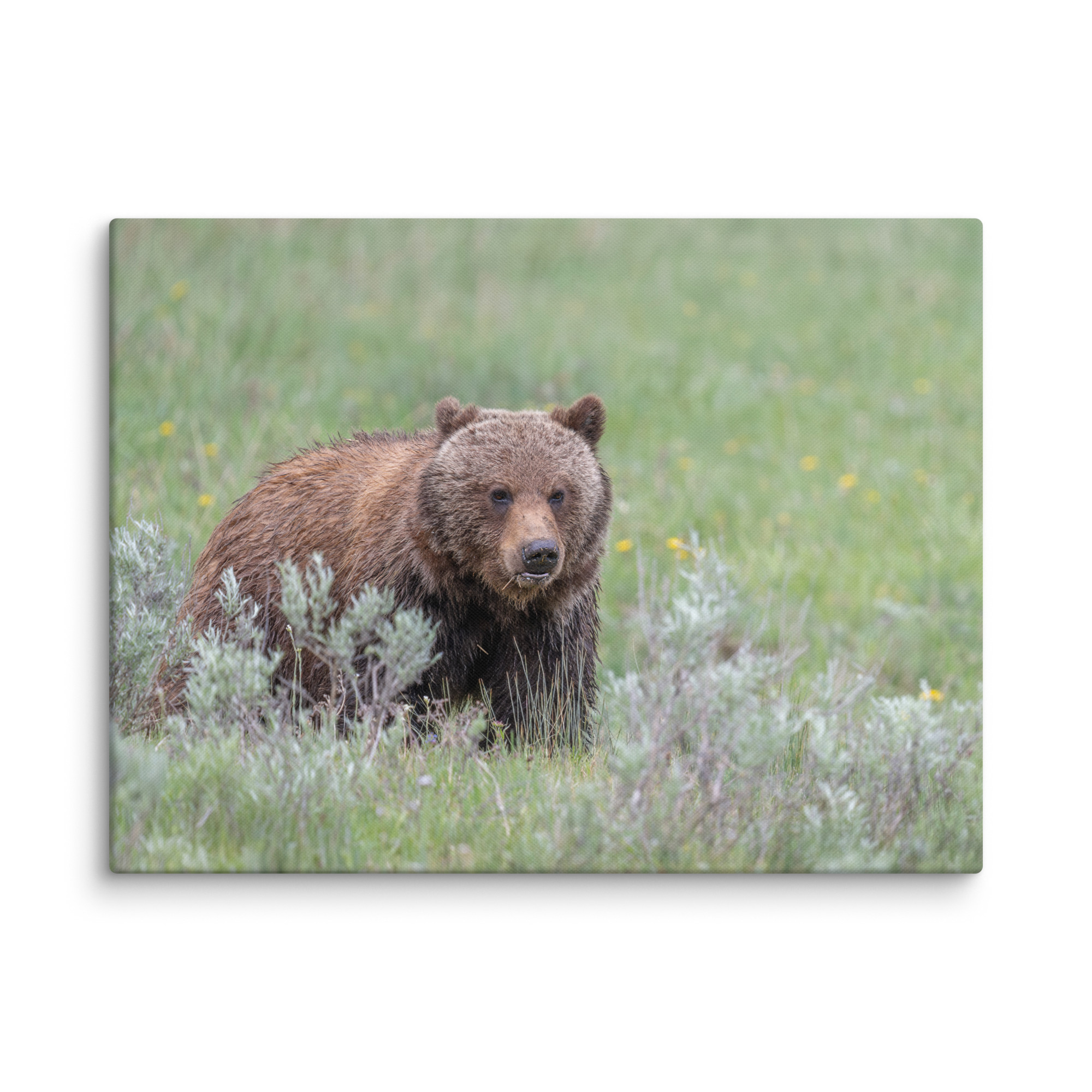Hungry Grizzly in a Meadow! Canvas - Image 28