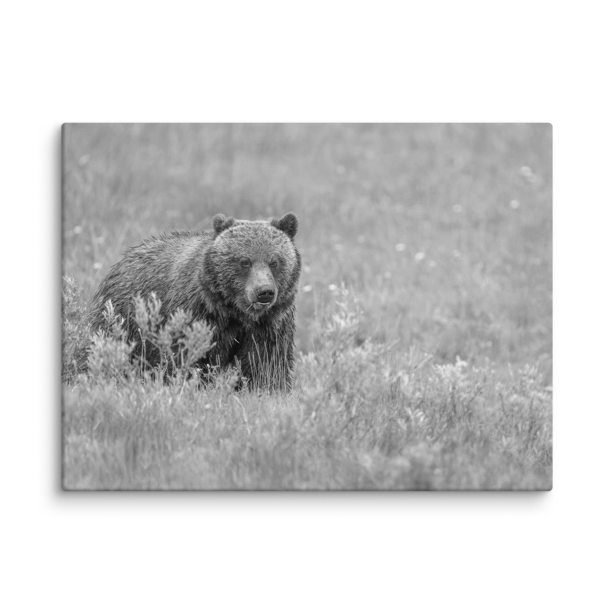 Hungry Grizzly in a Meadow! Monochrome Canvas - Image 27