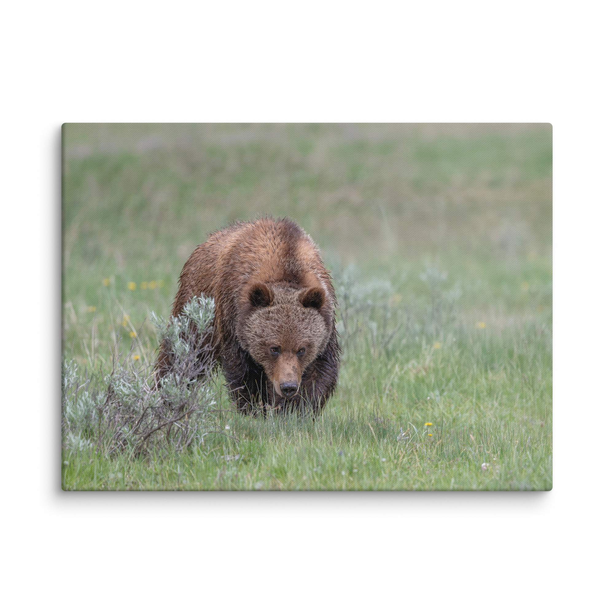 Grizzly Watching! Canvas - Image 28