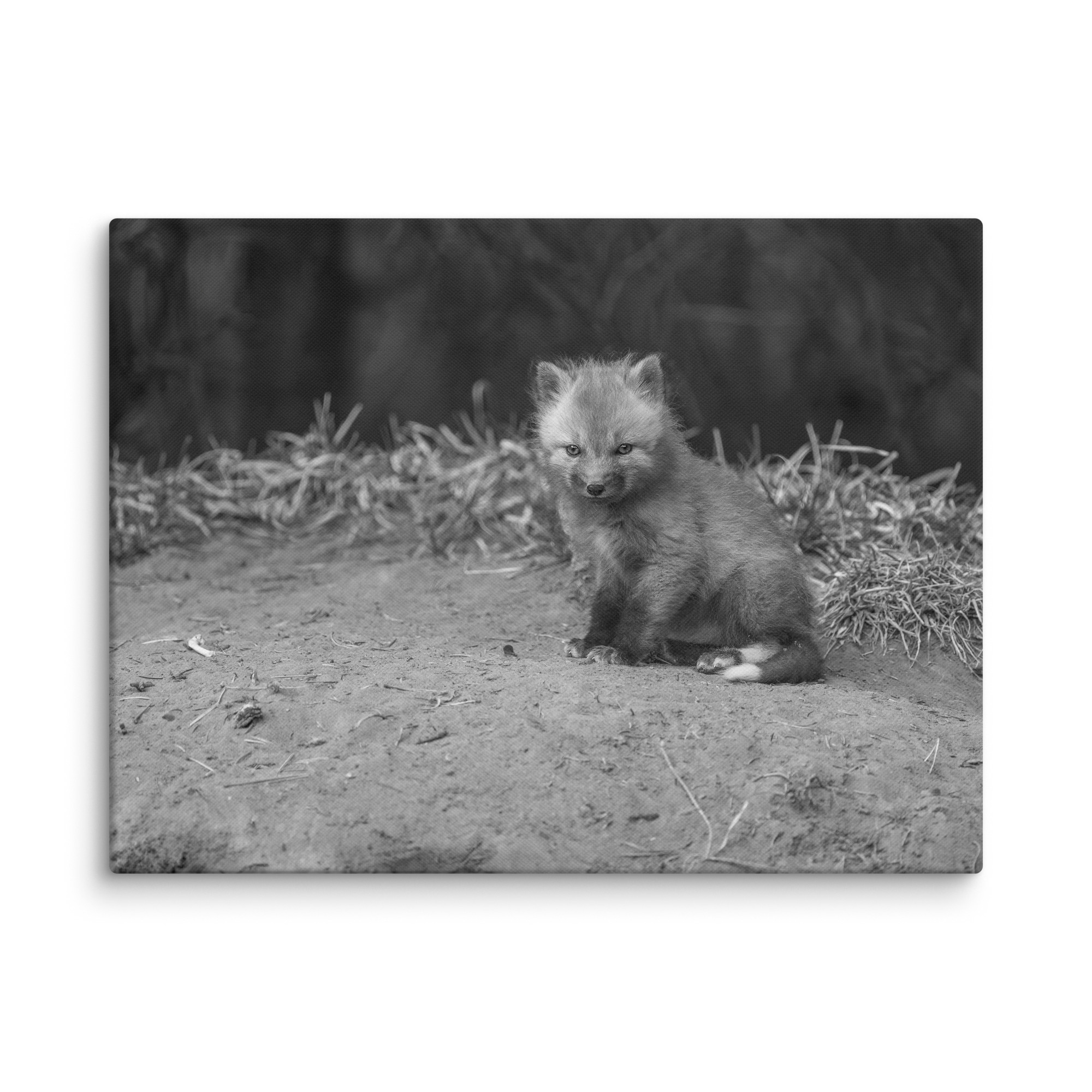 Sharp gaze baby red fox (Monochrome)! Canvas - Image 27
