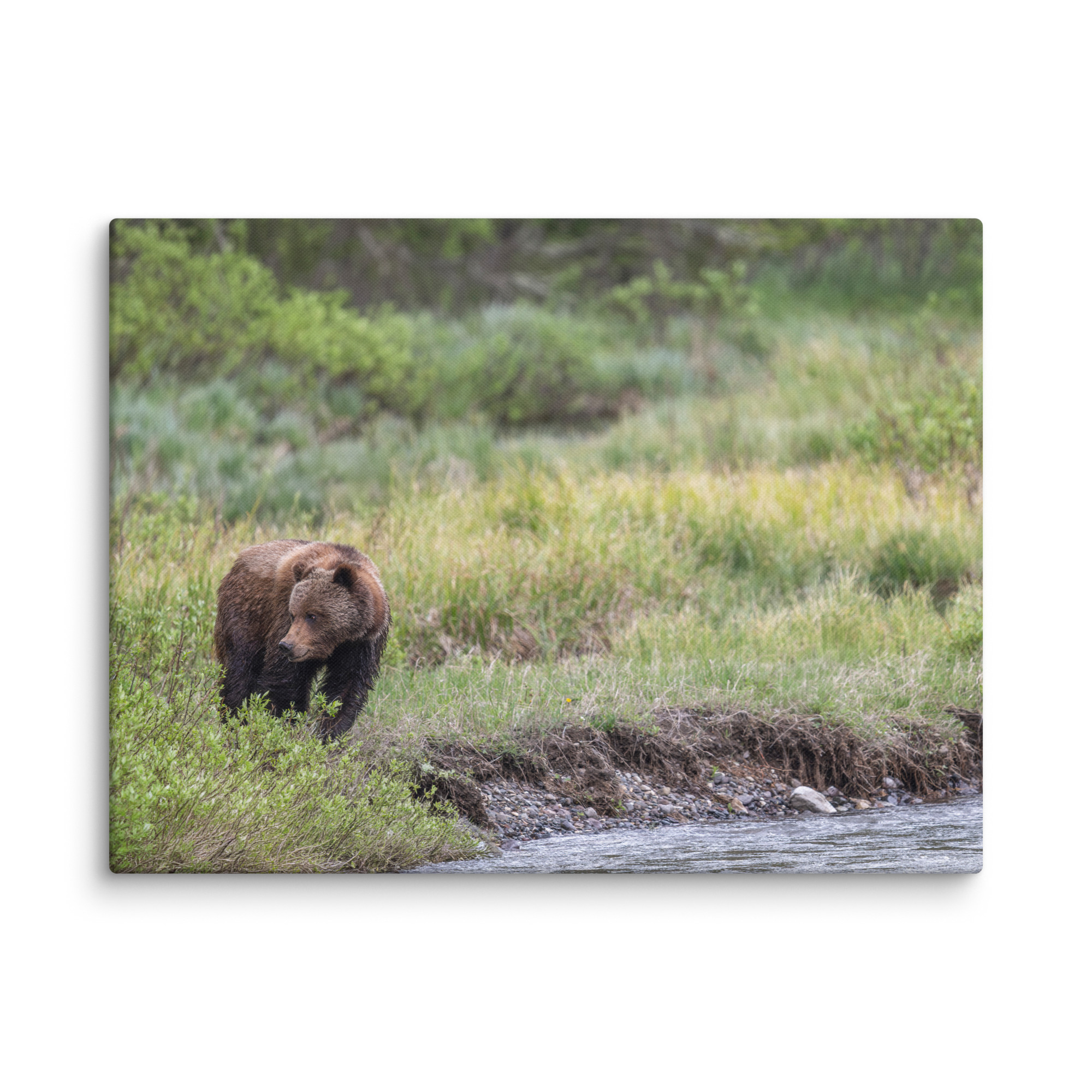 Grizzly getting read! Canvas - Image 26