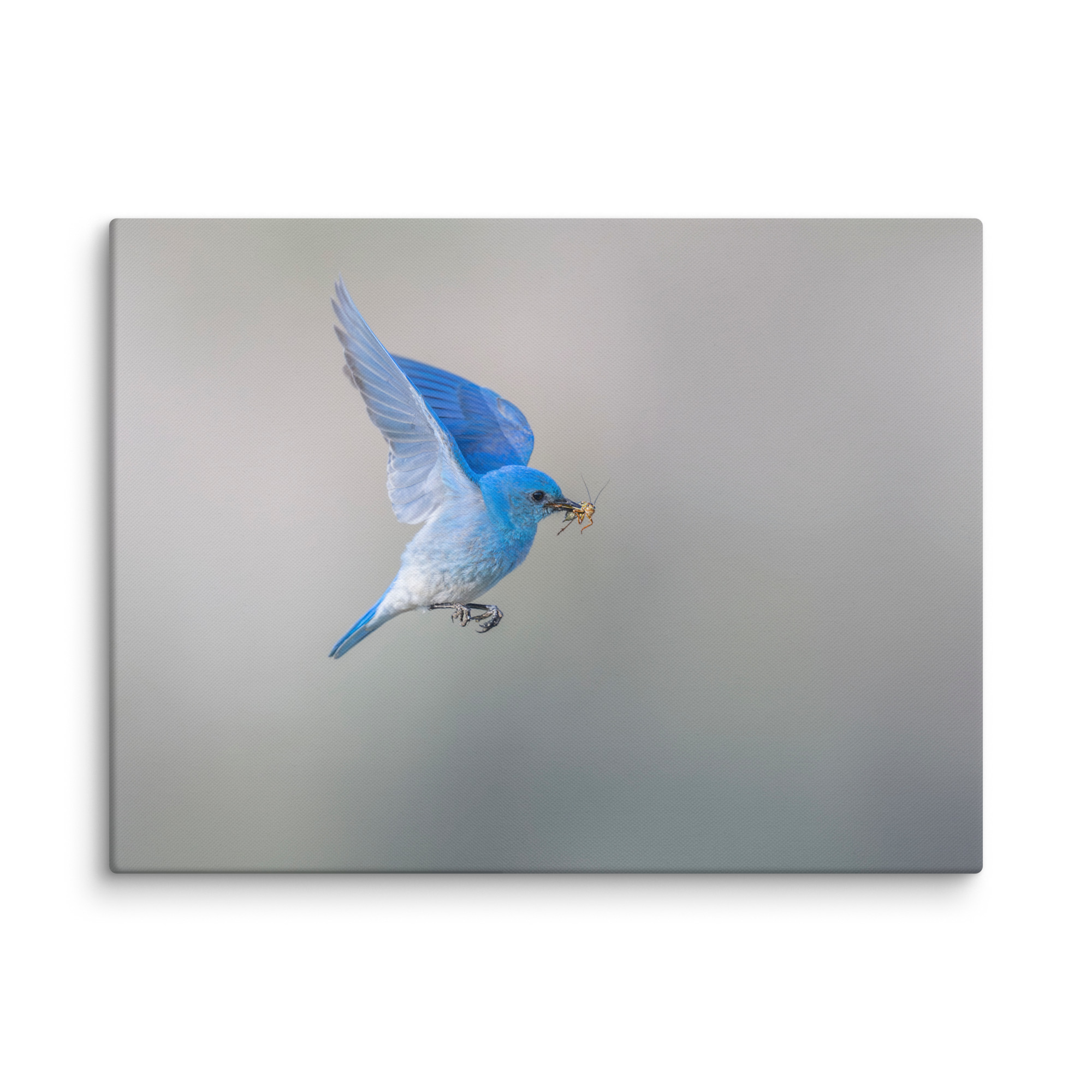 Mountain Bluebird with prey! Canvas - Image 26