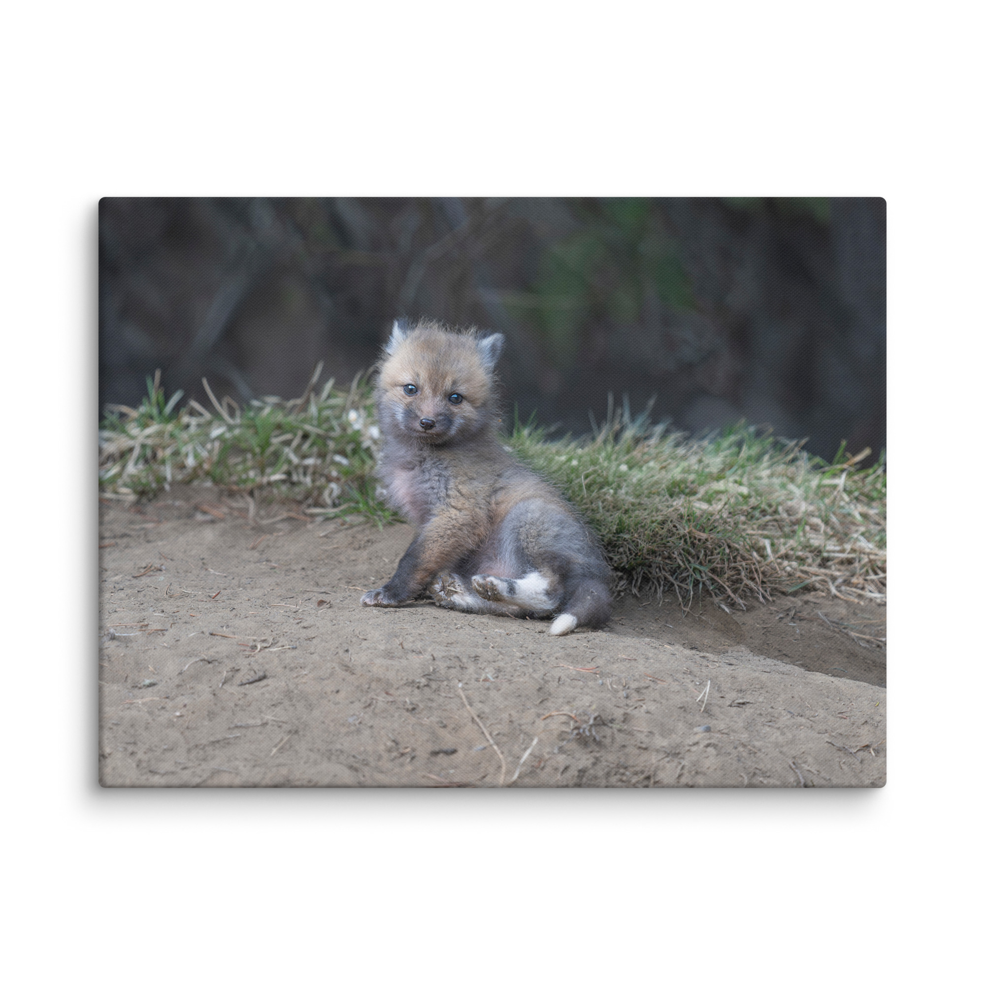 Guarding Den Baby Red fox!  Canvas - Image 28