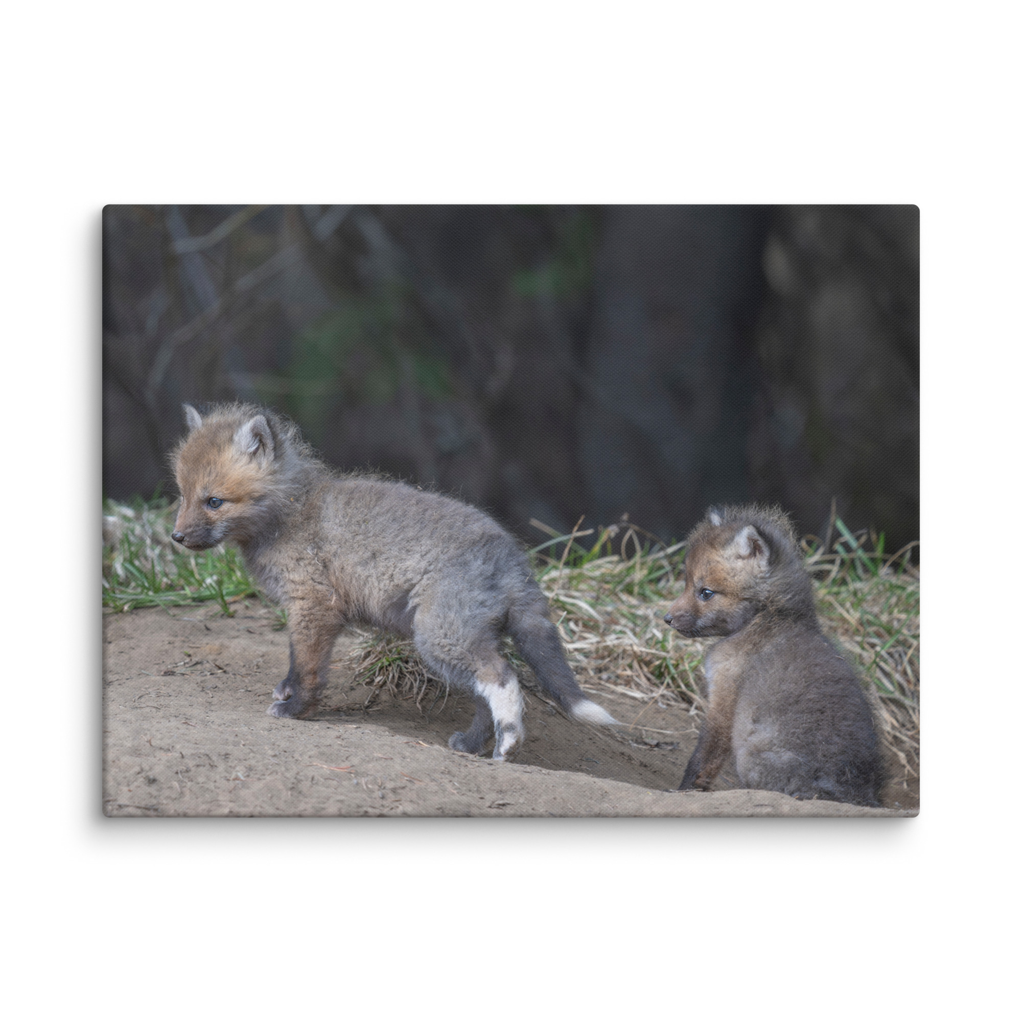 Play Time Baby Red fox! Canvas - Image 20