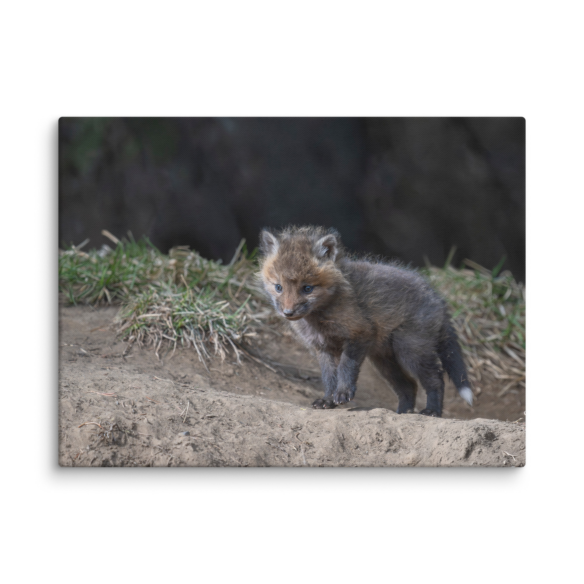 Just checking Baby Red fox! Canvas - Image 28