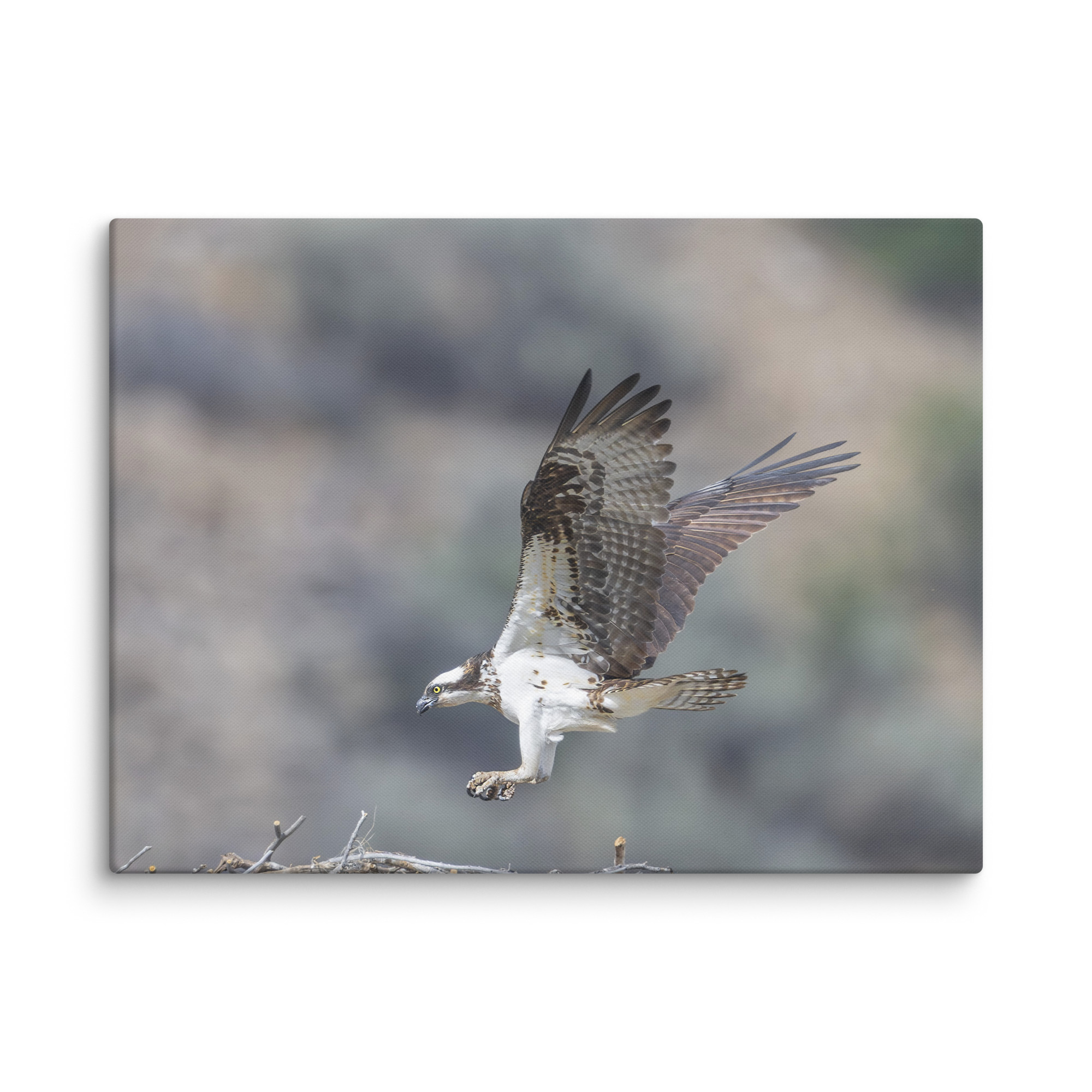 Osprey Landing on its nest! Canvas - Image 23