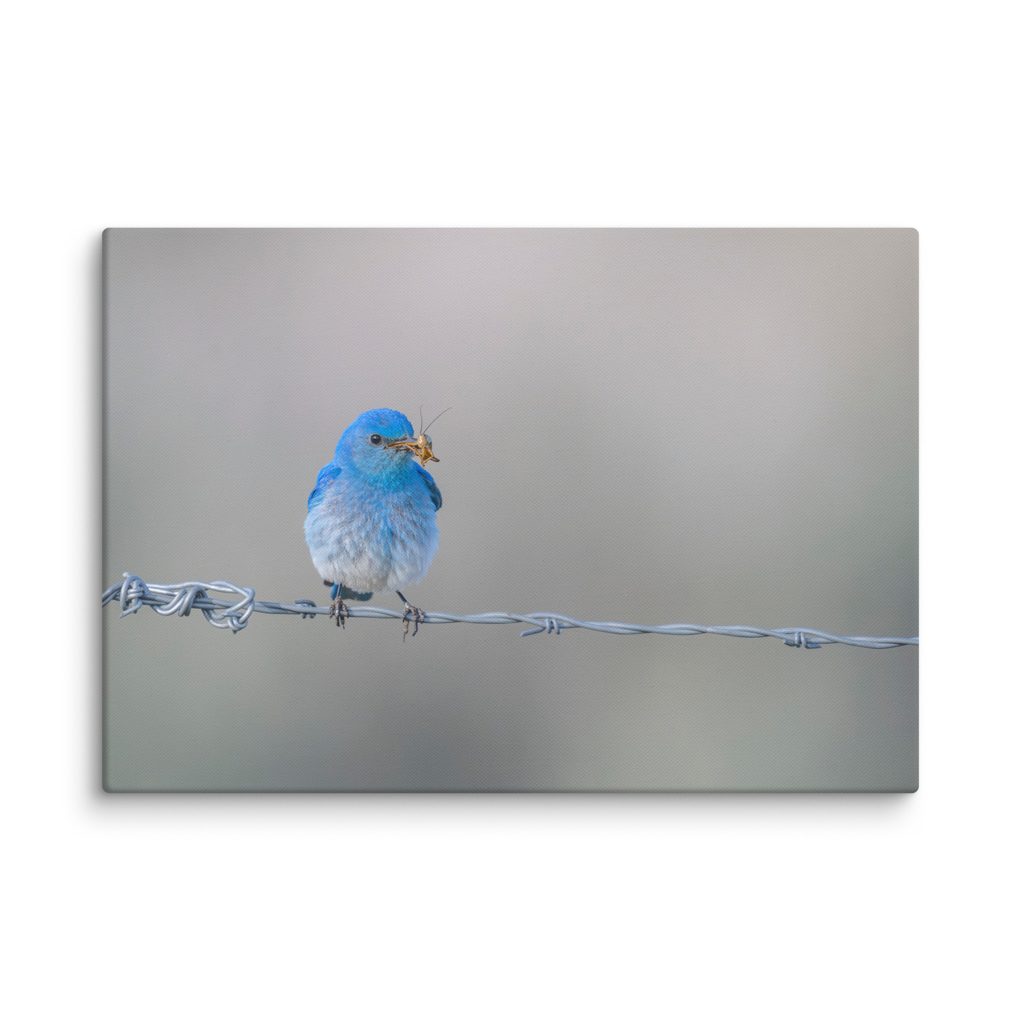 Mountain Blue Bird! Canvas - Image 10