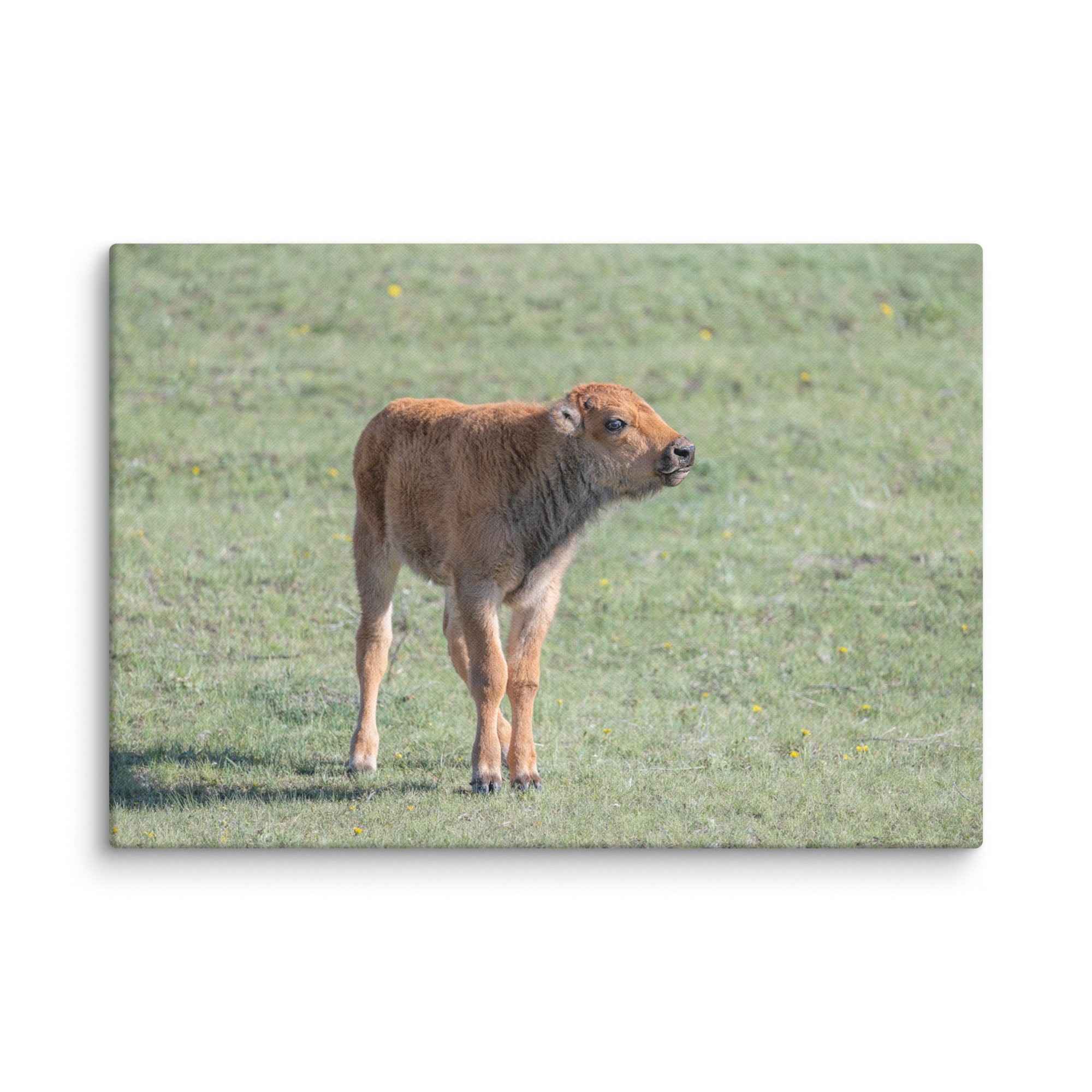 Baby Bison! Canvas - Image 8
