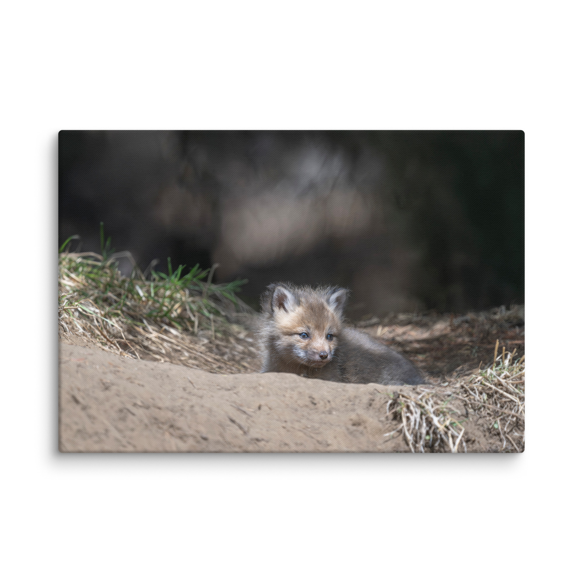 Baby Red fox waiting for Mom! Canvas - Image 10