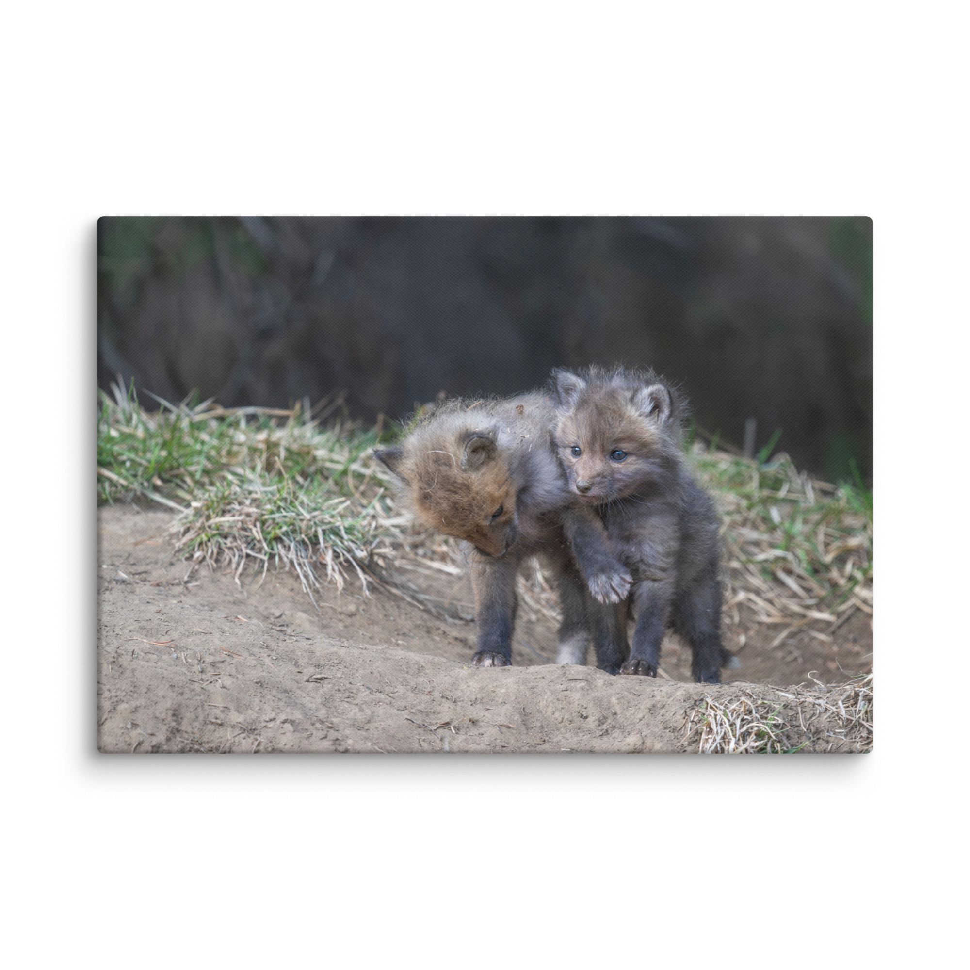 Brothers in Arms Red fox kits! Canvas - Image 10