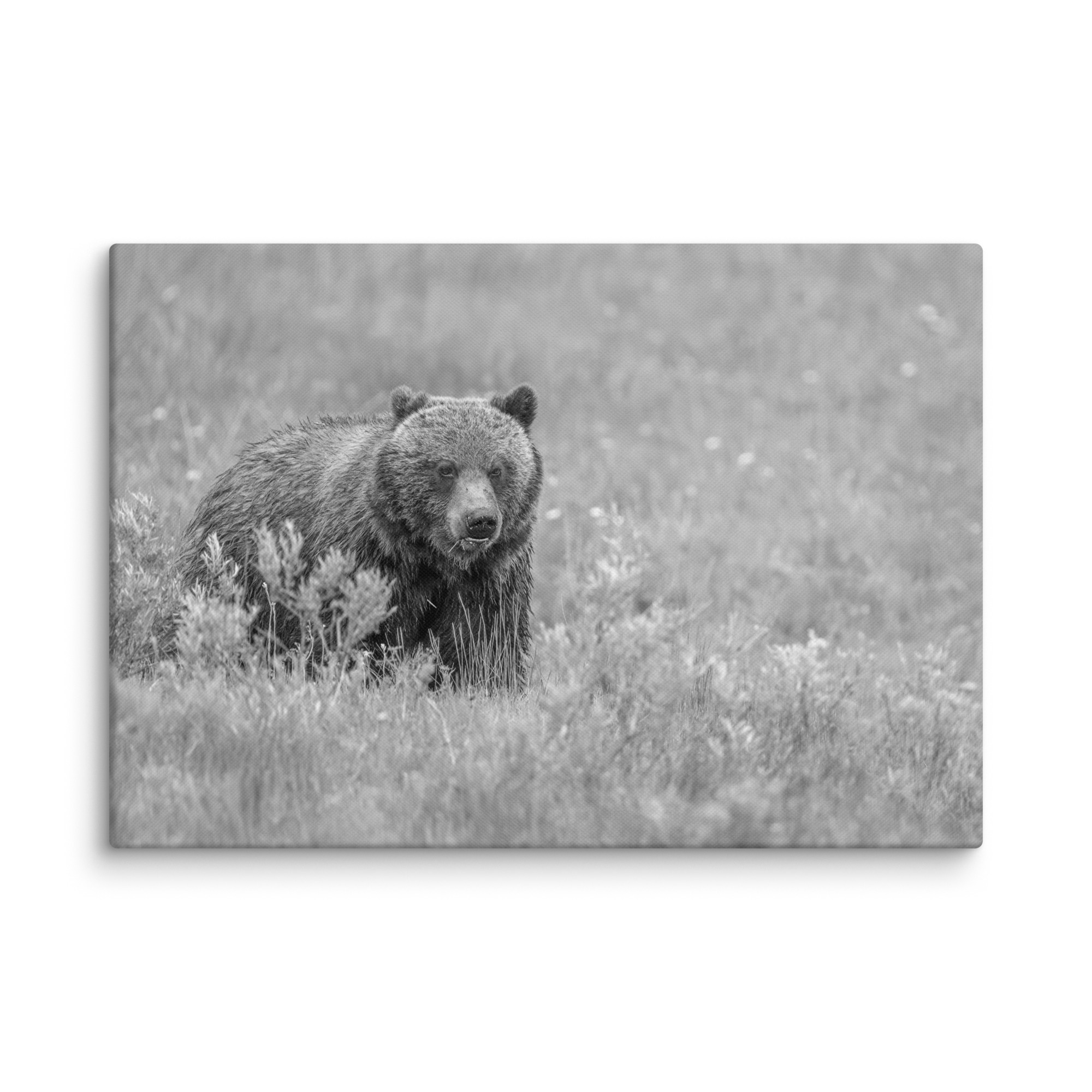 Hungry Grizzly in a Meadow! Monochrome Canvas - Image 10