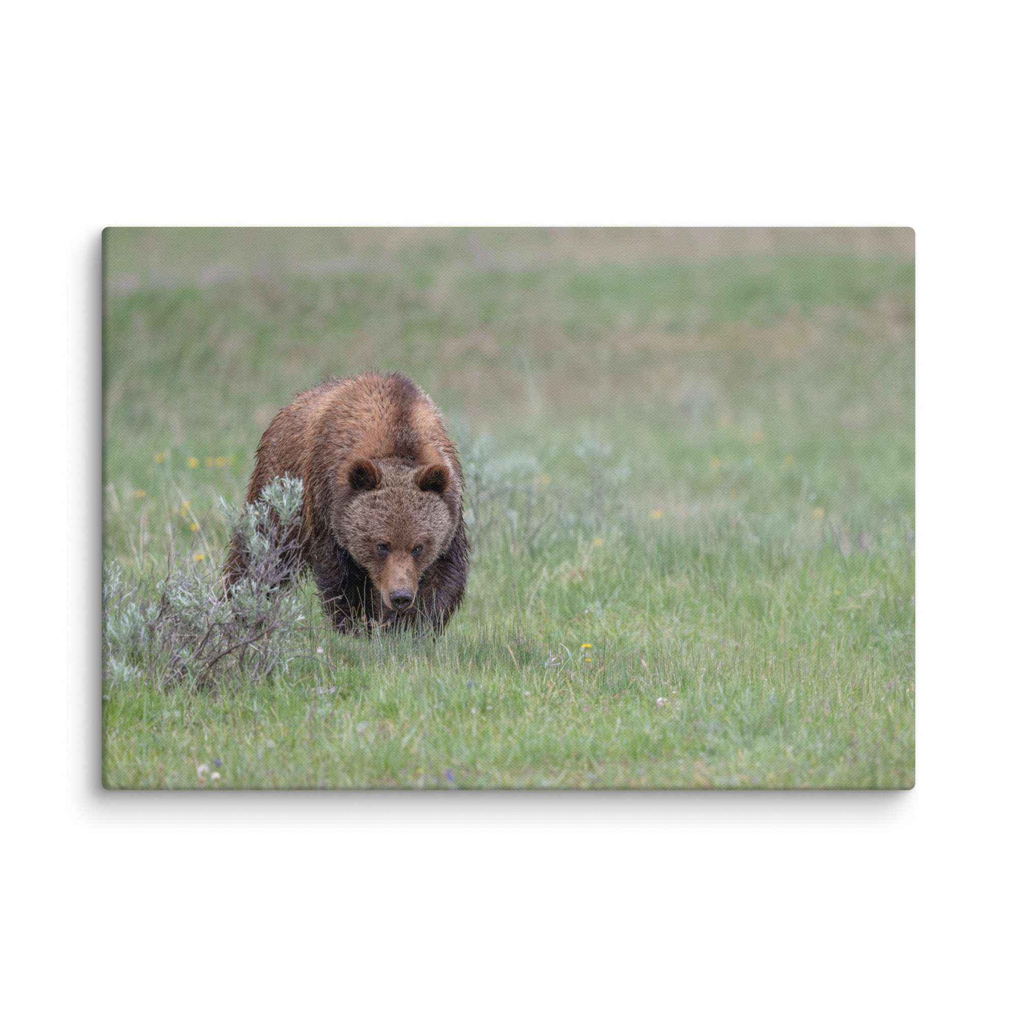 Grizzly Watching! Canvas - Image 11