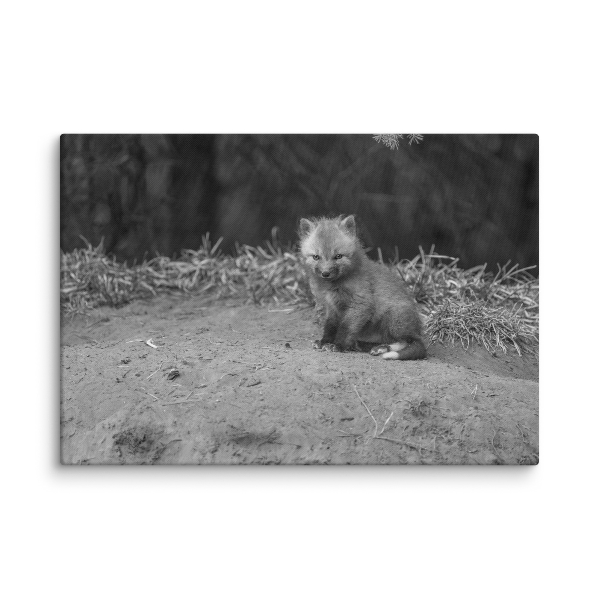 Sharp gaze baby red fox (Monochrome)! Canvas - Image 10