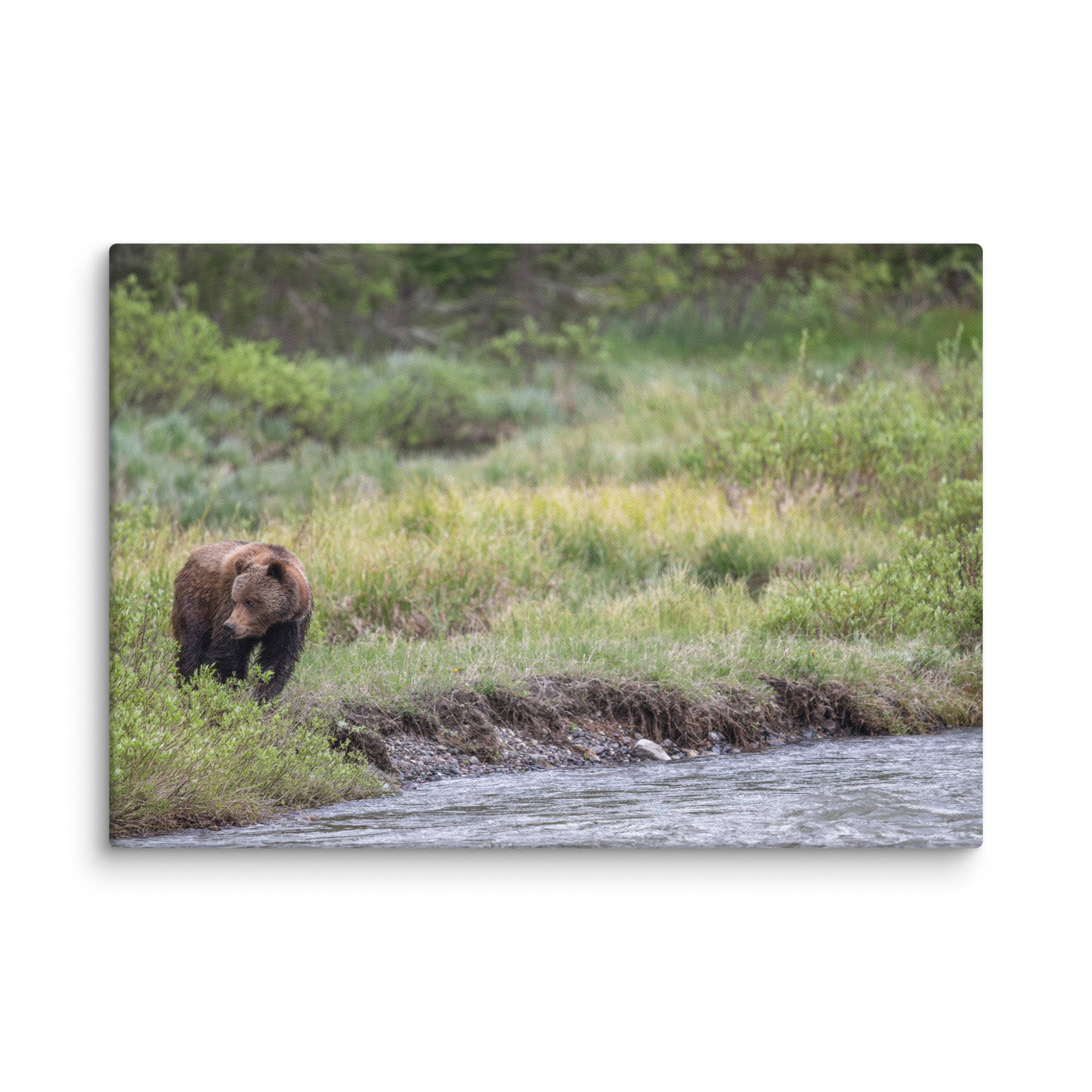 Grizzly getting read! Canvas - Image 10