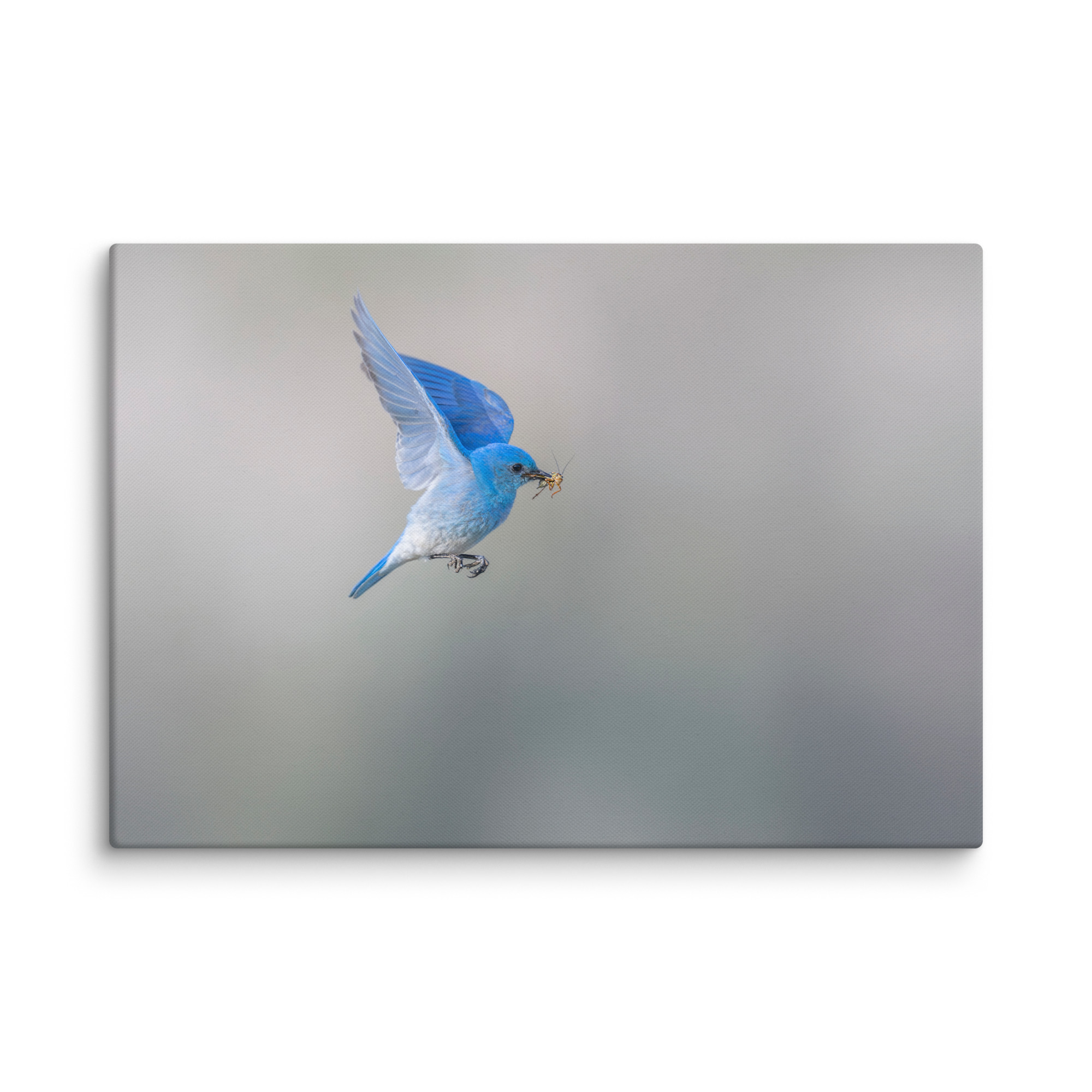 Mountain Bluebird with prey! Canvas - Image 9