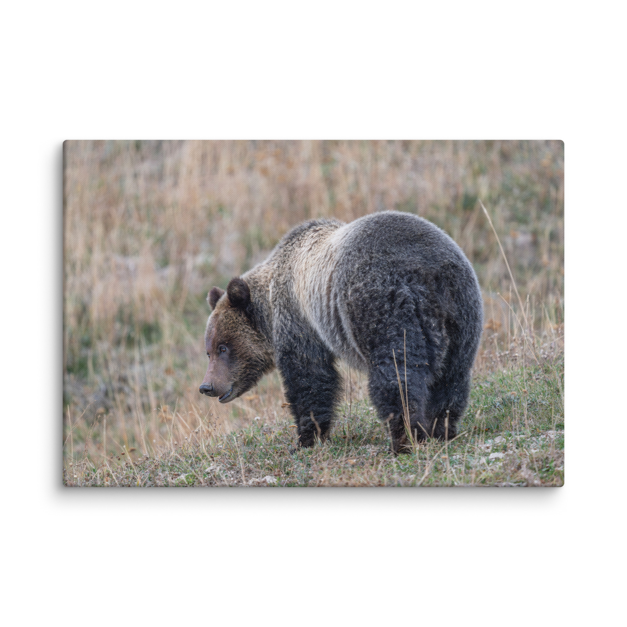 Grizzly of yellowstone! Canvas - Image 10