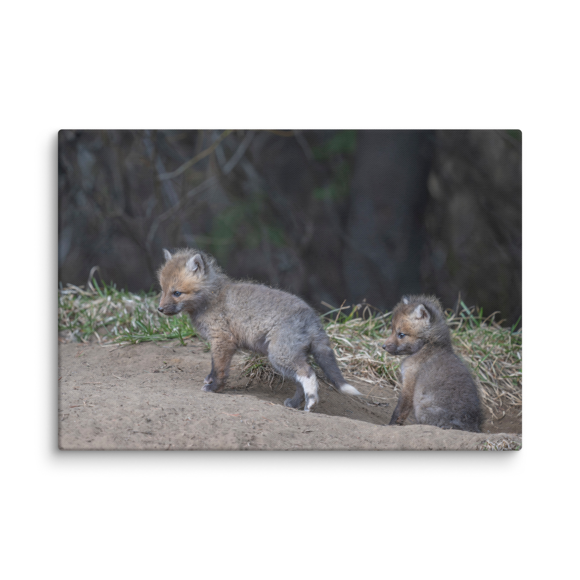 Play Time Baby Red fox! Canvas - Image 8