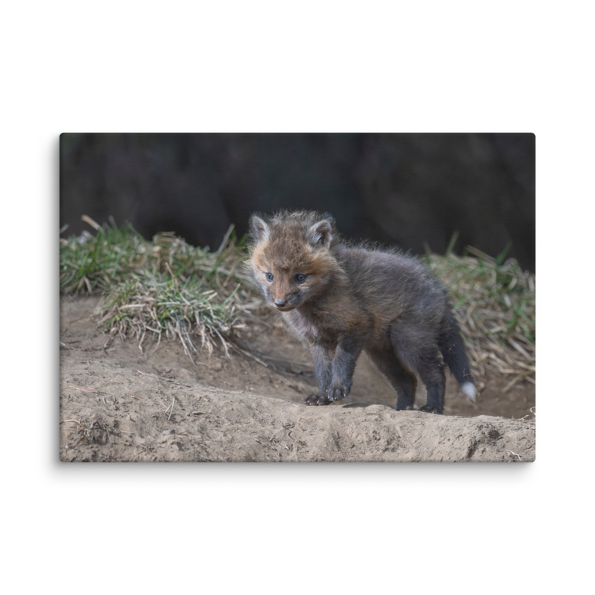 Just checking Baby Red fox! Canvas - Image 10