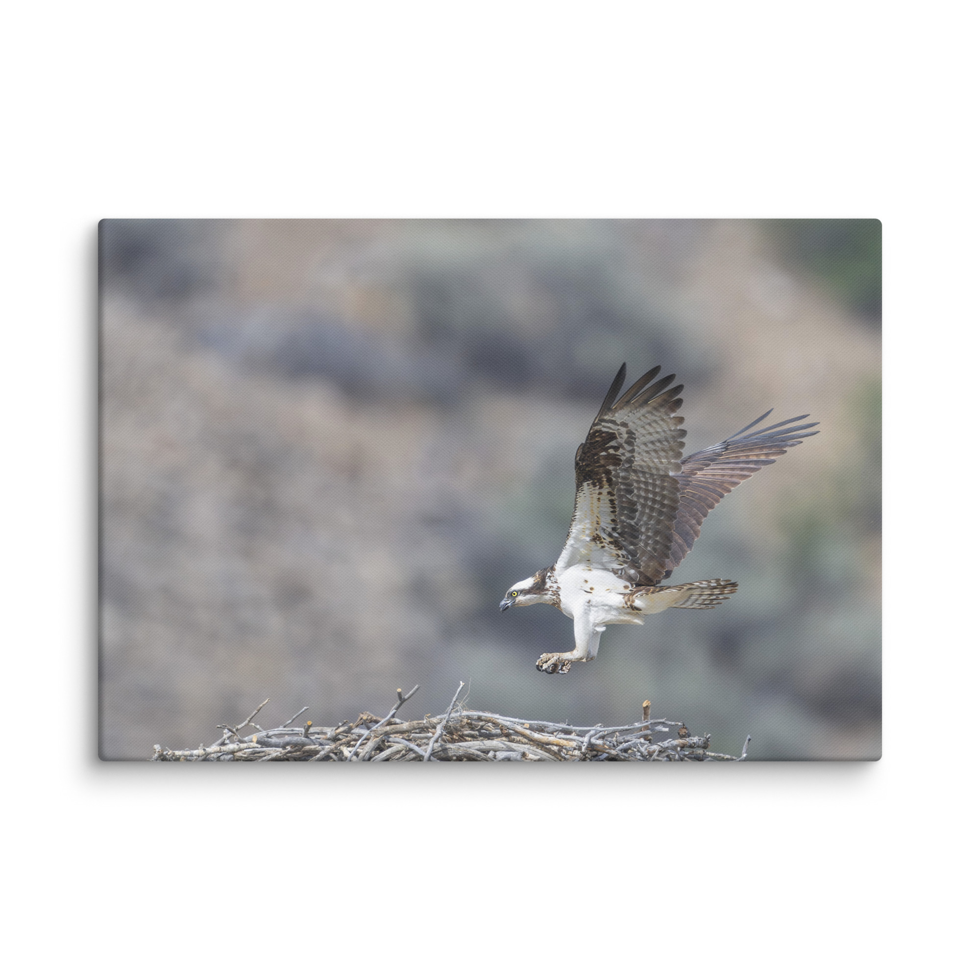 Osprey Landing on its nest! Canvas - Image 10