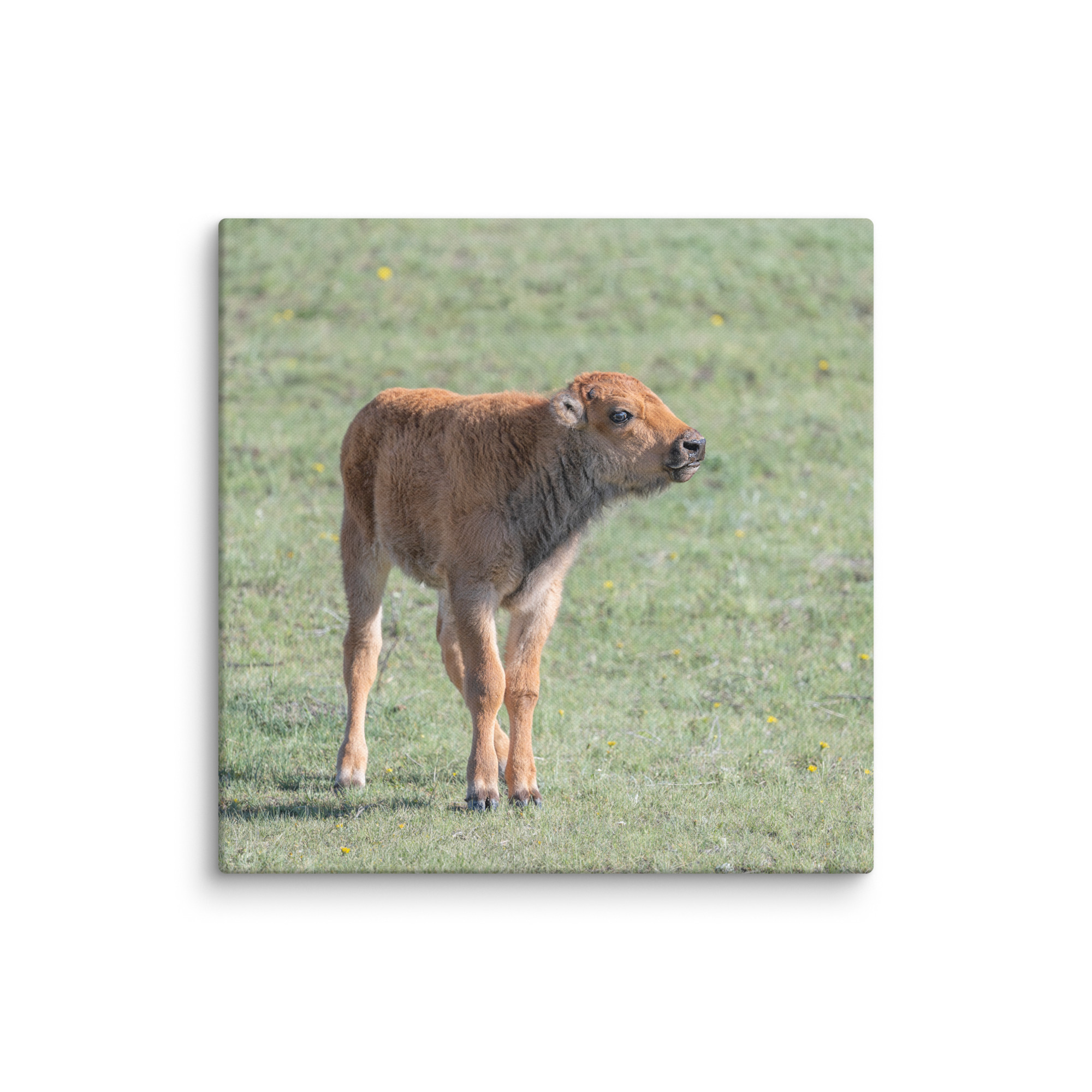 Baby Bison! Canvas - Image 9