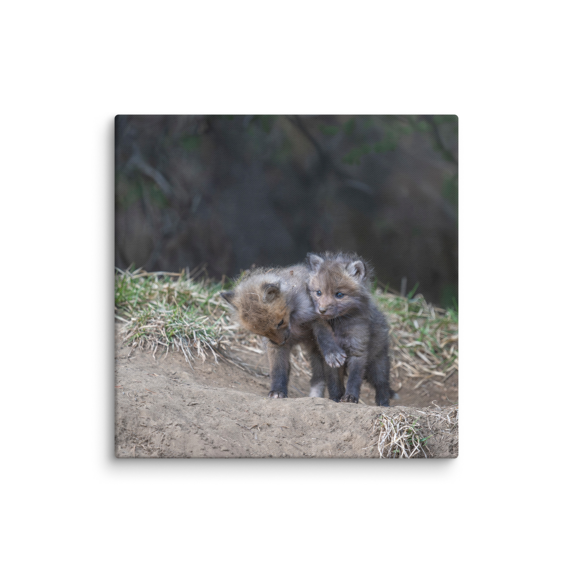 Brothers in Arms Red fox kits! Canvas - Image 11