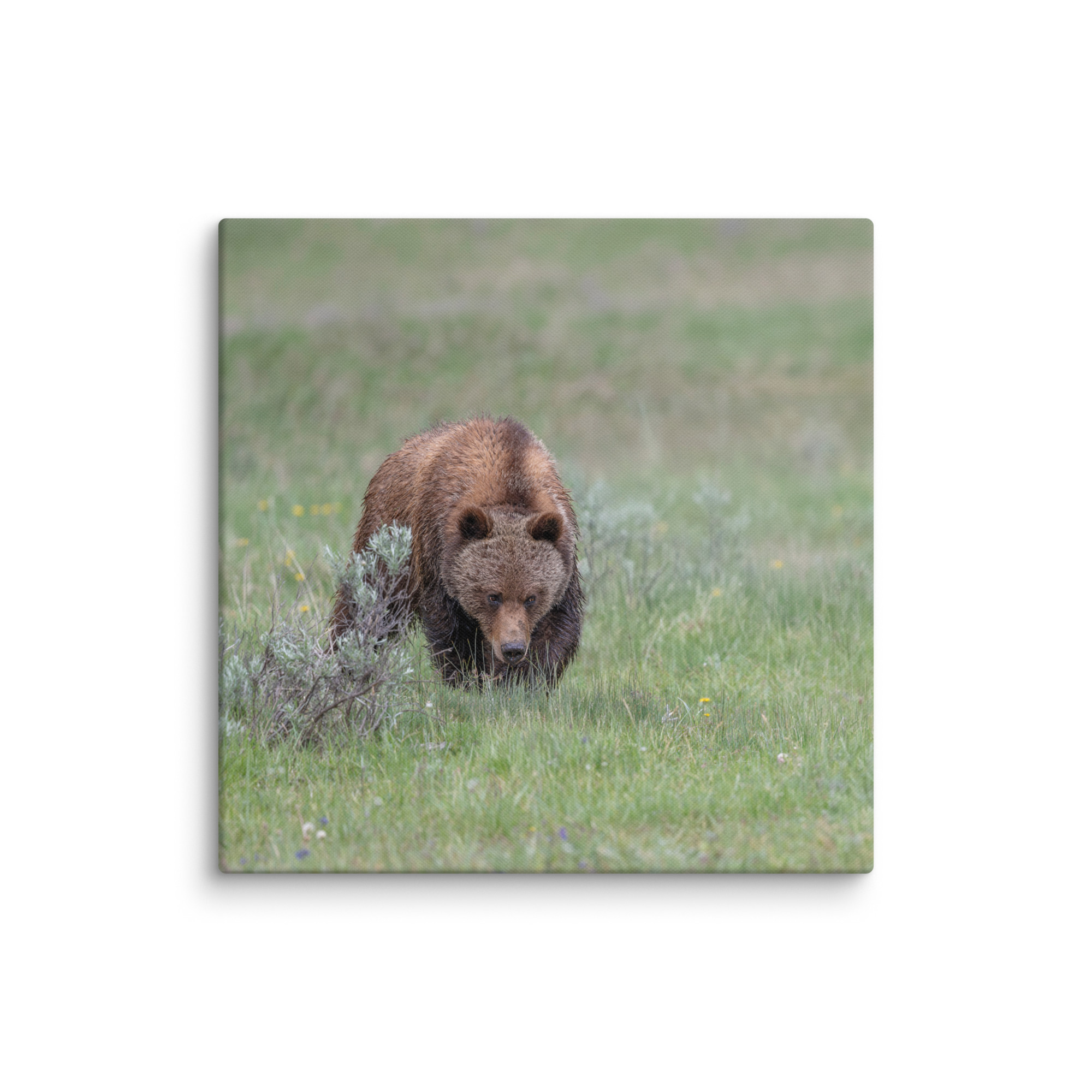 Grizzly Watching! Canvas - Image 12