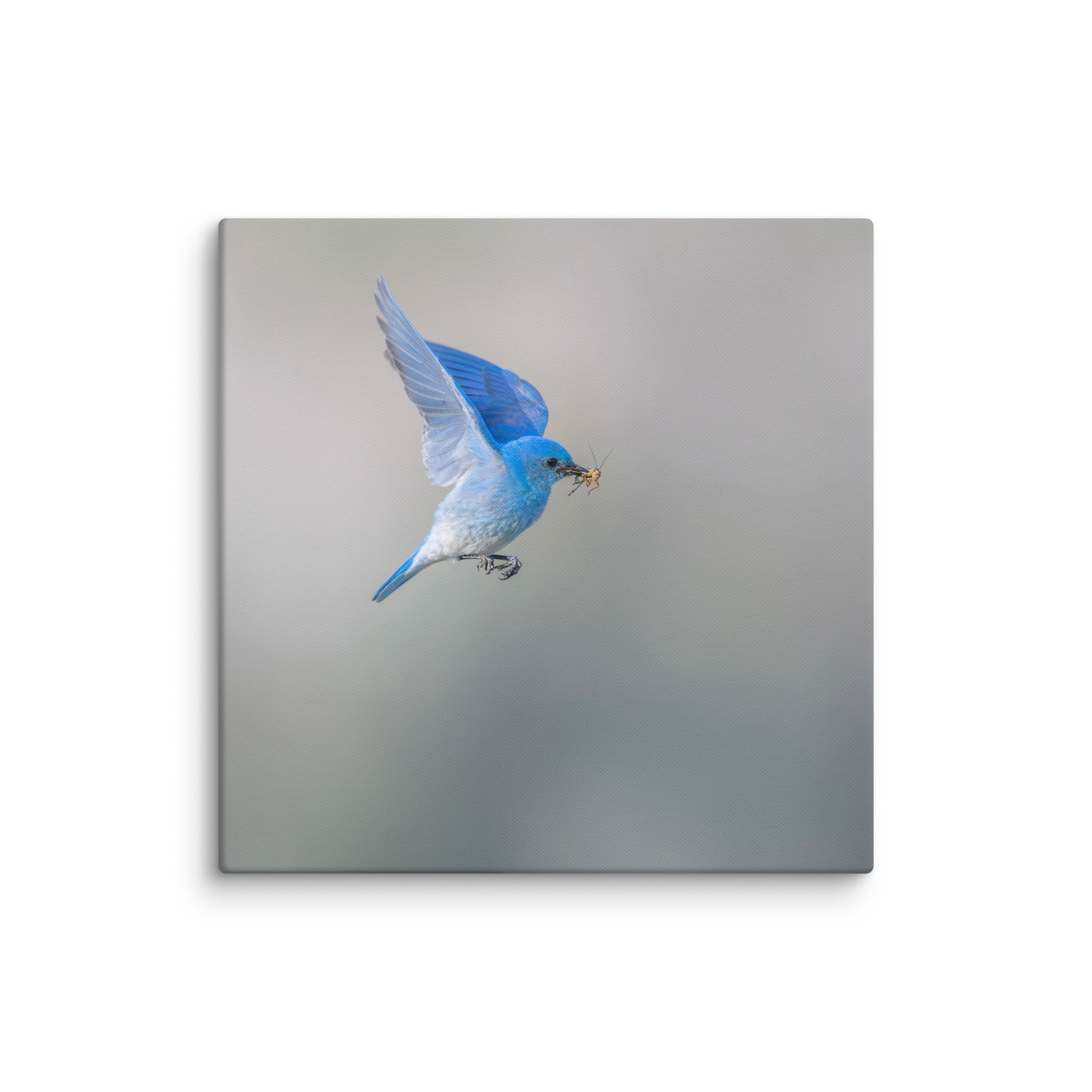 Mountain Bluebird with prey! Canvas - Image 10