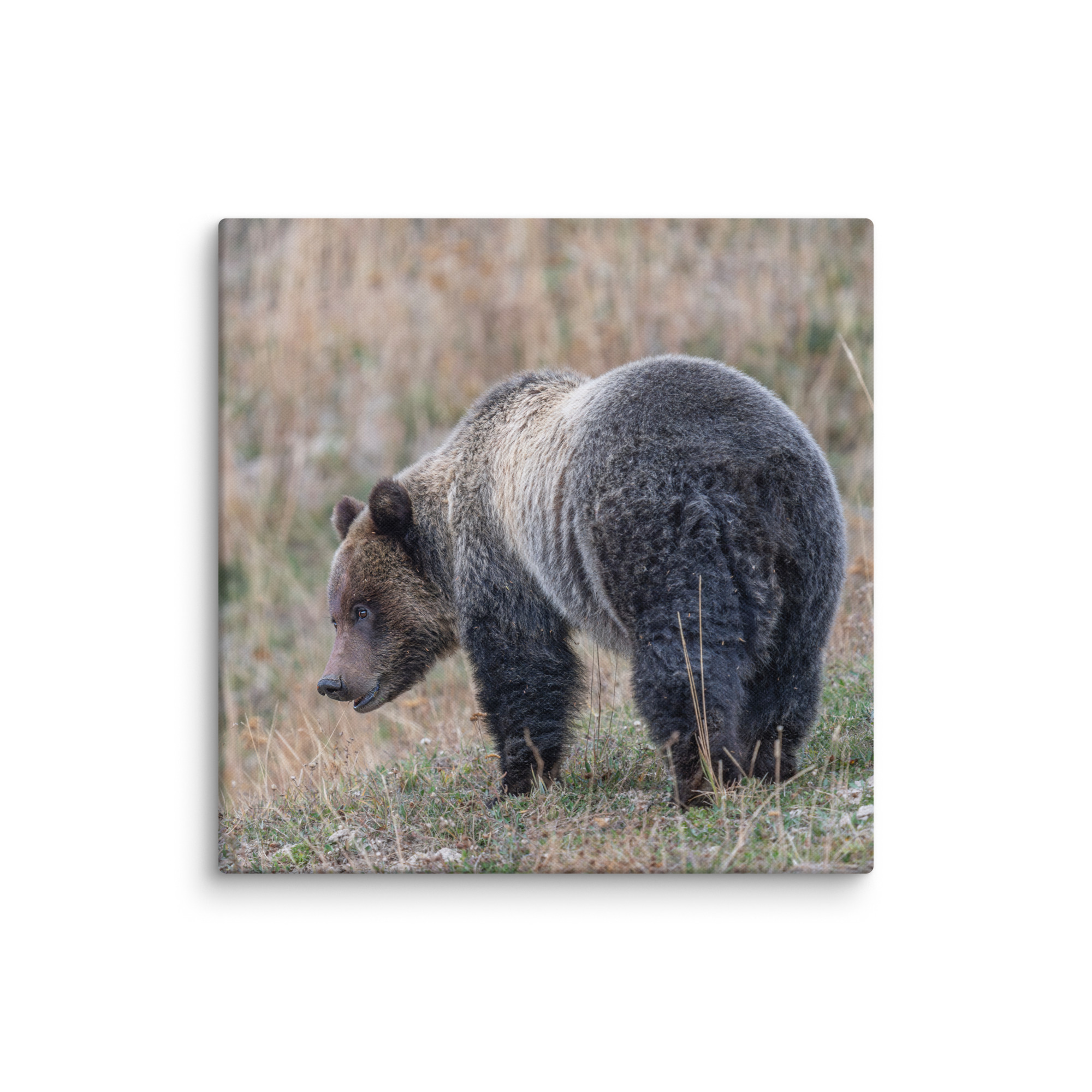 Grizzly of yellowstone! Canvas - Image 11