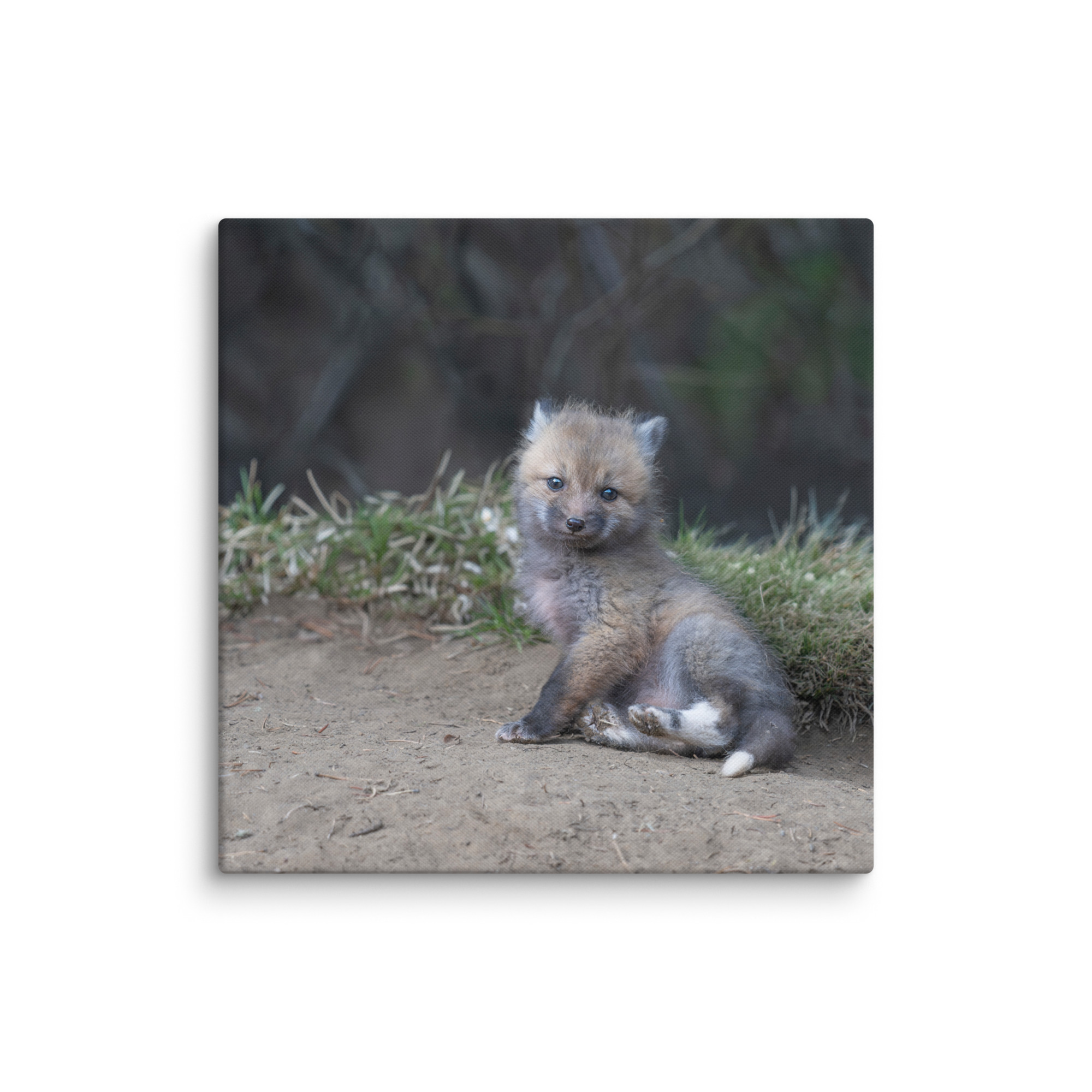 Guarding Den Baby Red fox!  Canvas - Image 11