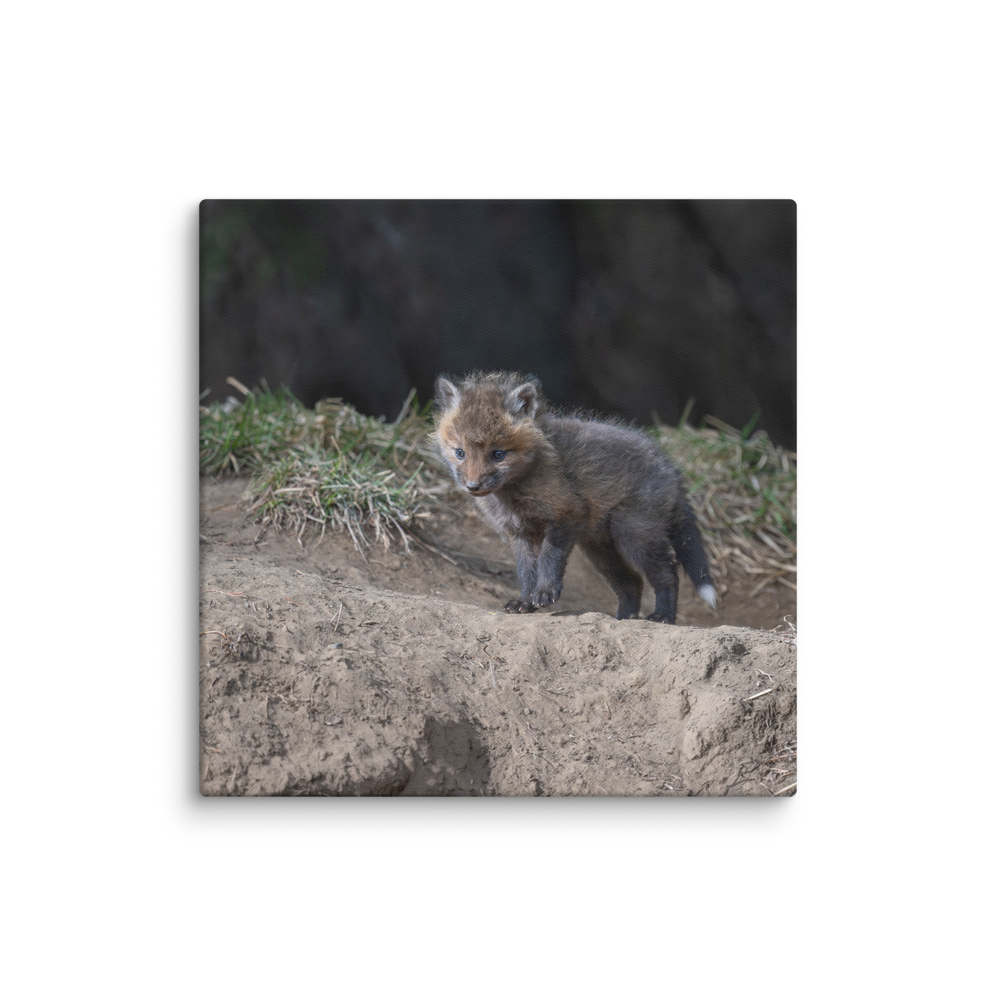 Just checking Baby Red fox! Canvas - Image 11