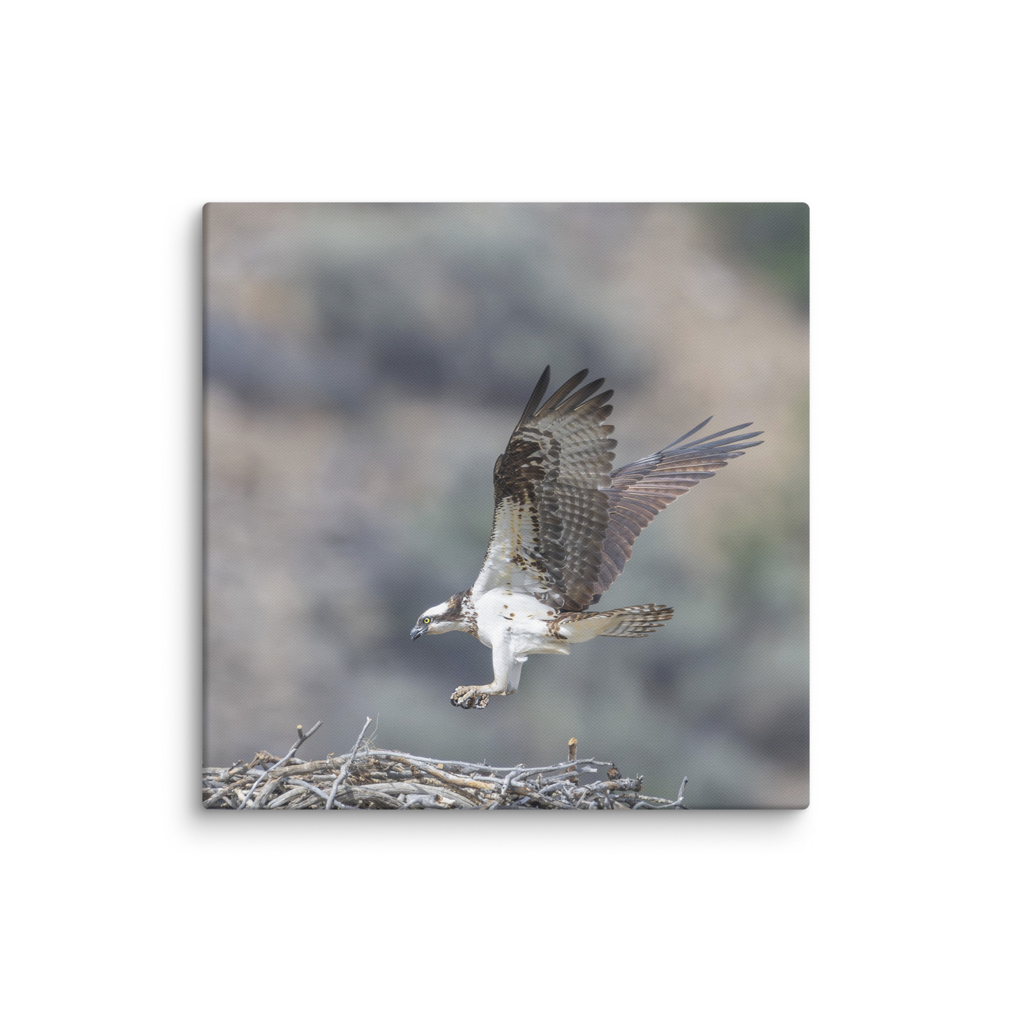 Osprey Landing on its nest! Canvas - Image 11
